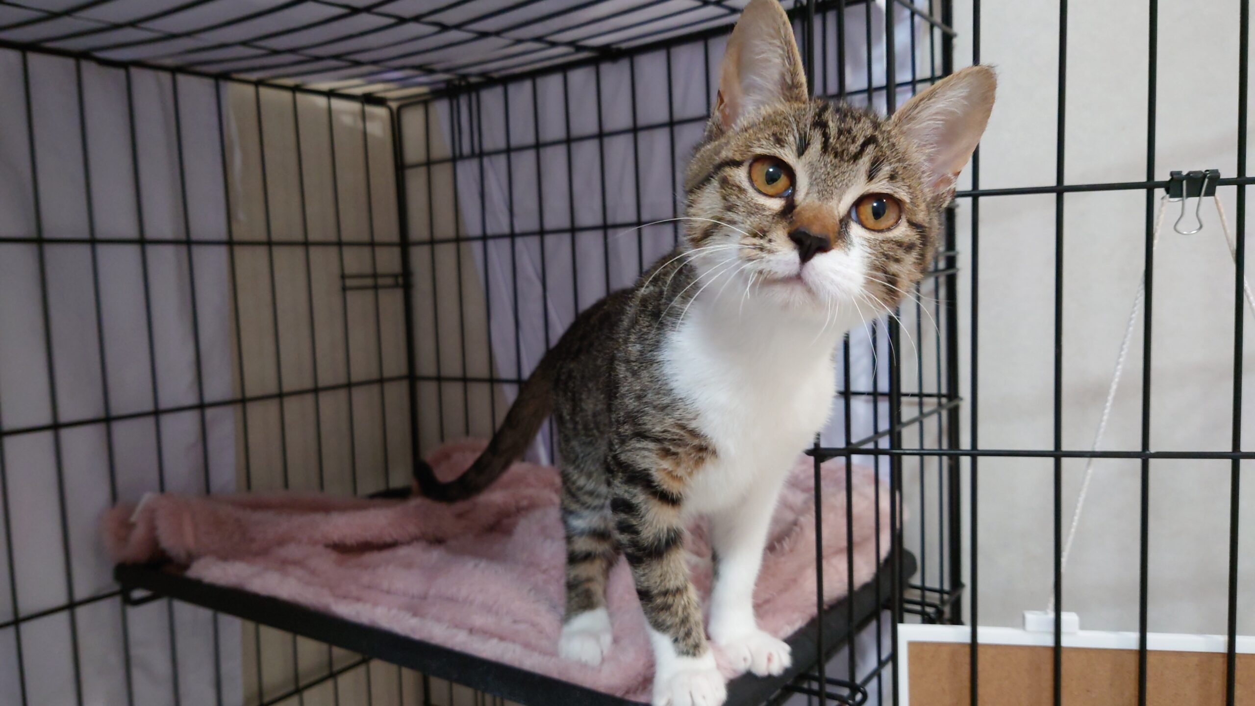 画像 : チル〈あべの店所属〉