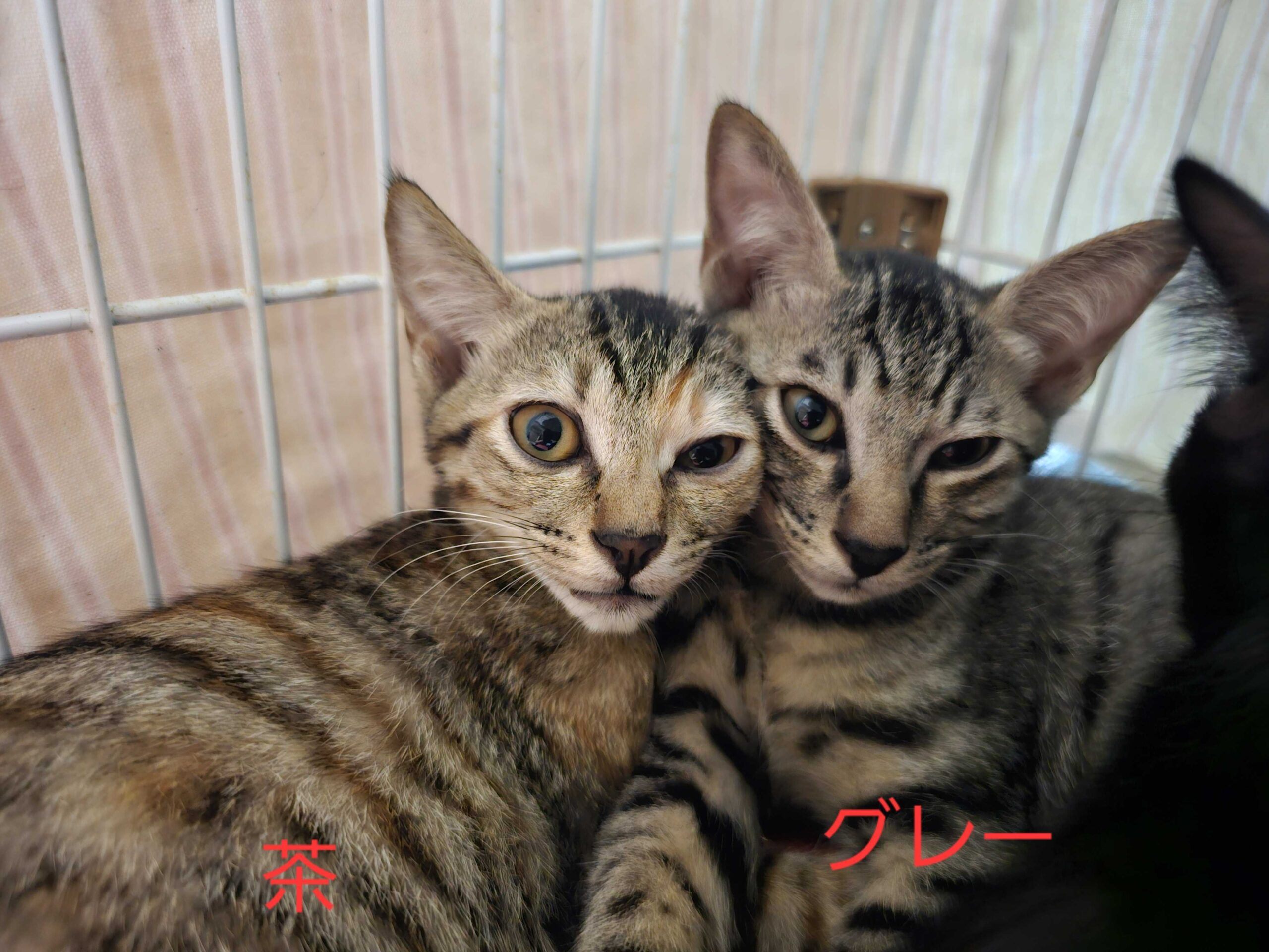 画像 : おさつ〈あべの店所属〉