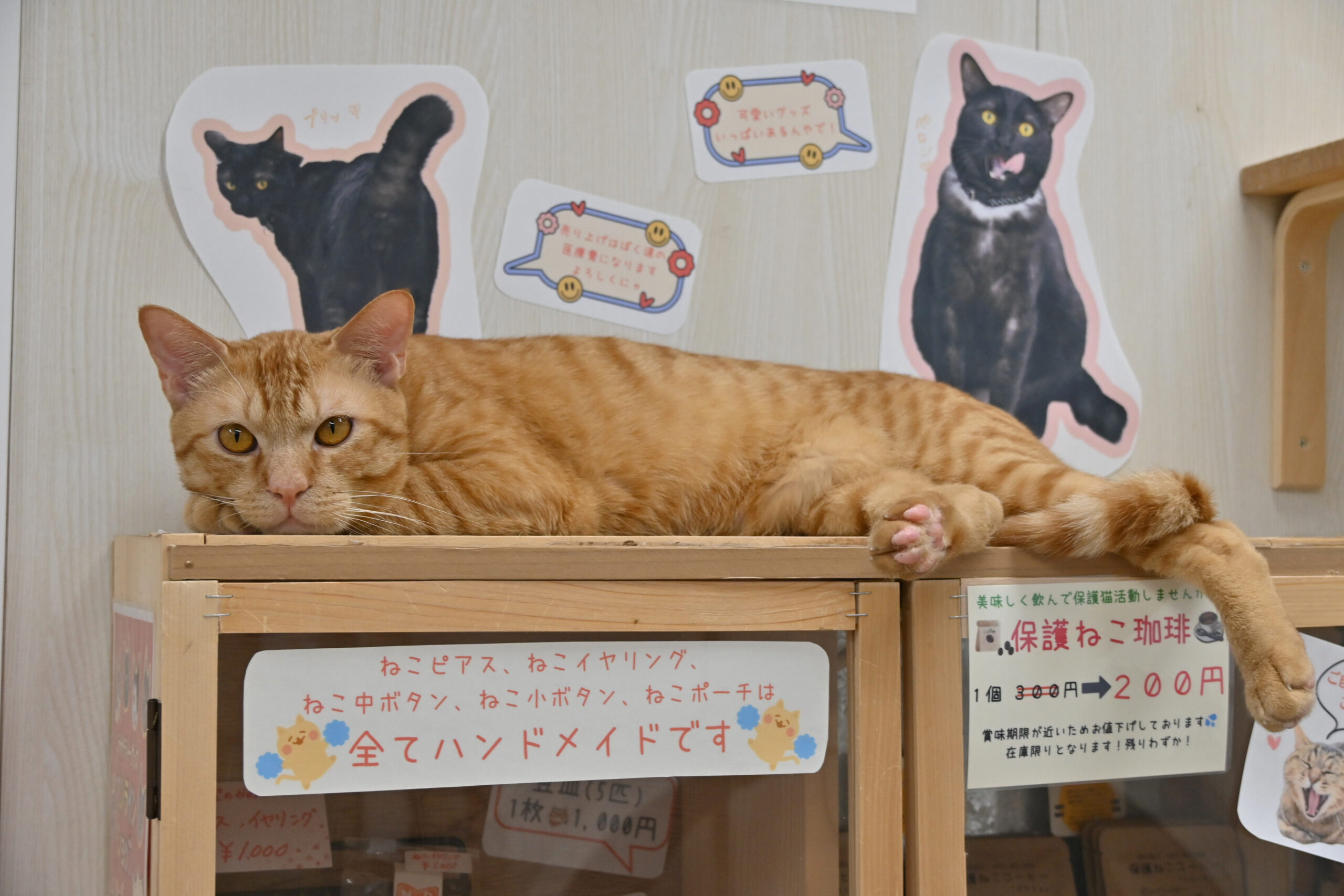 画像 : ミミタ