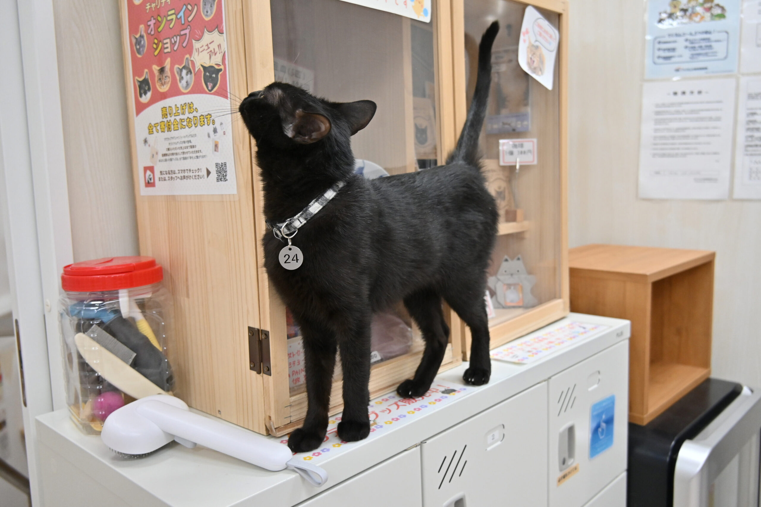 画像 : にっしぃ