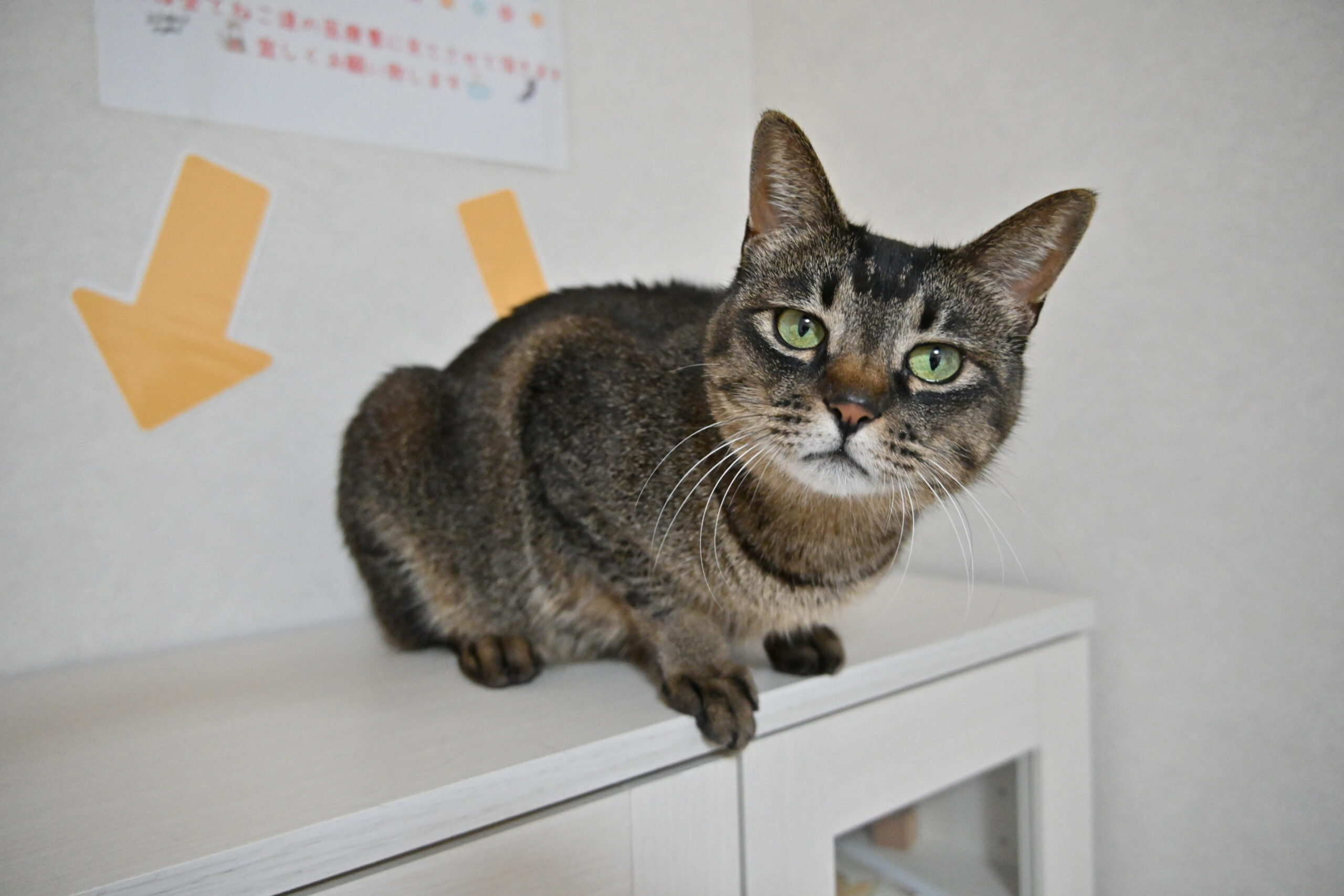 画像 : かりん〈あべの店所属〉