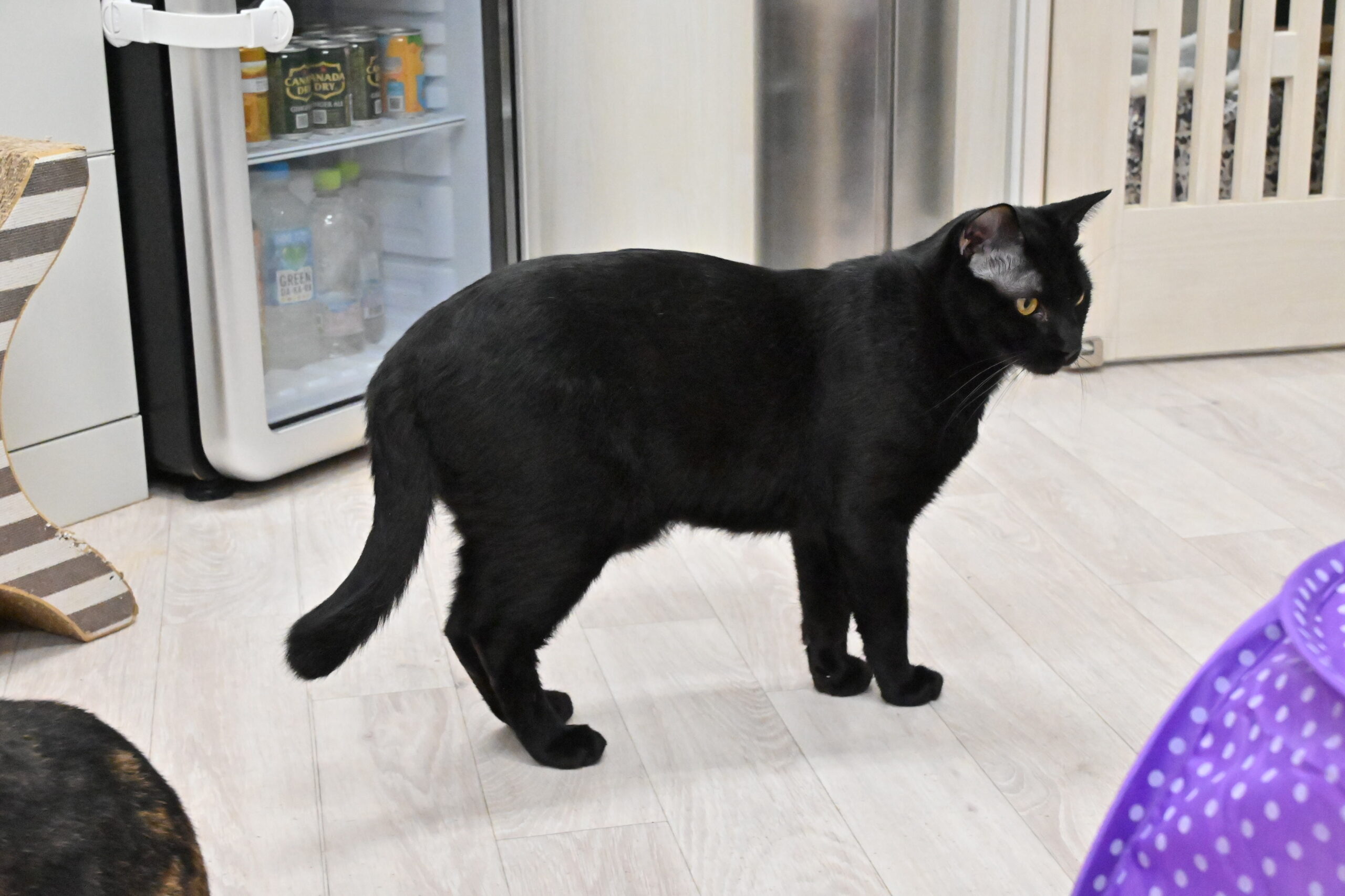 画像 : ふうご〈ドーム前店所属〉