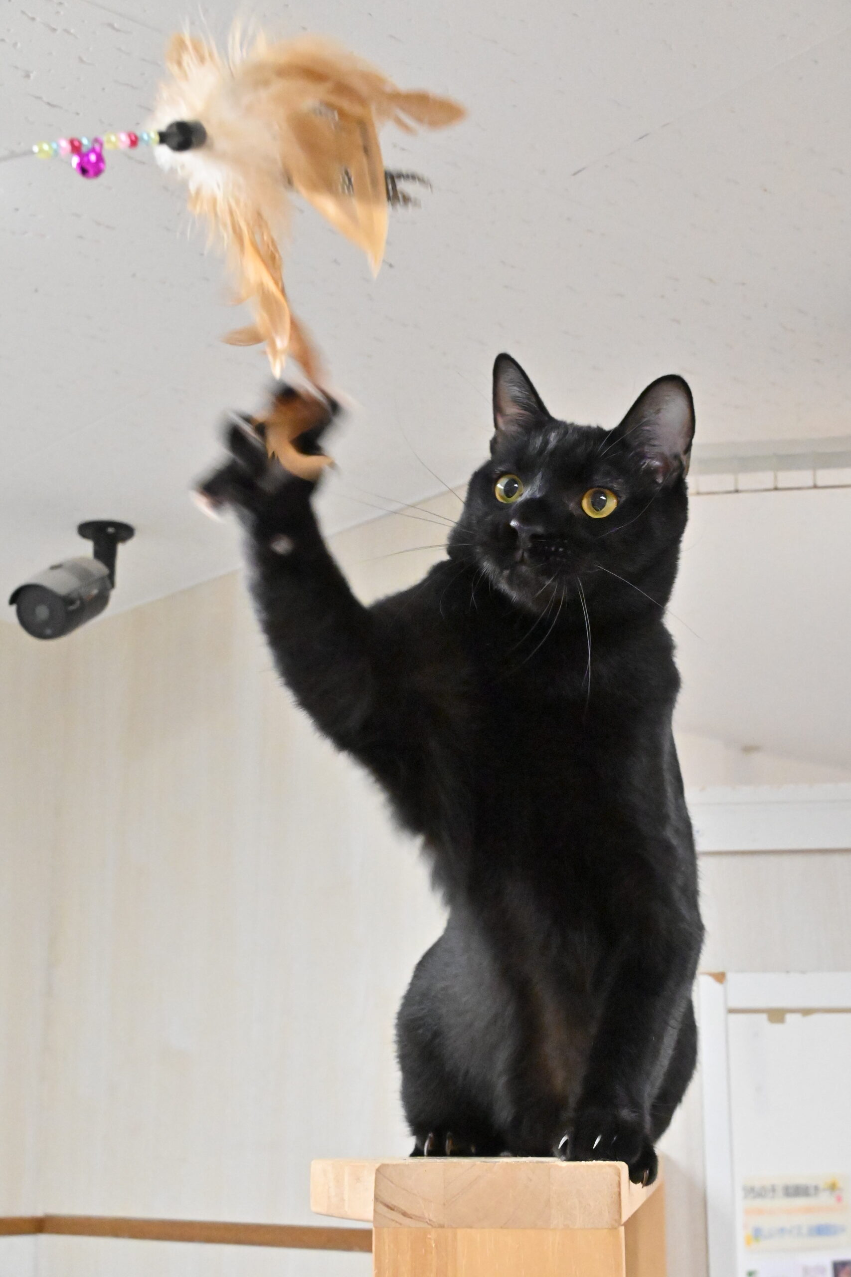 画像 : ふうご〈ドーム前店所属〉