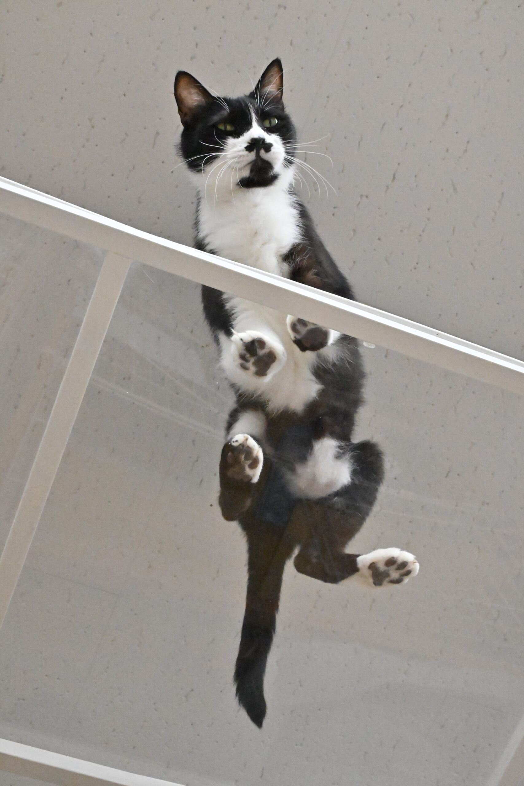 画像 : トン〈あべの前店所属〉【トライアル中】