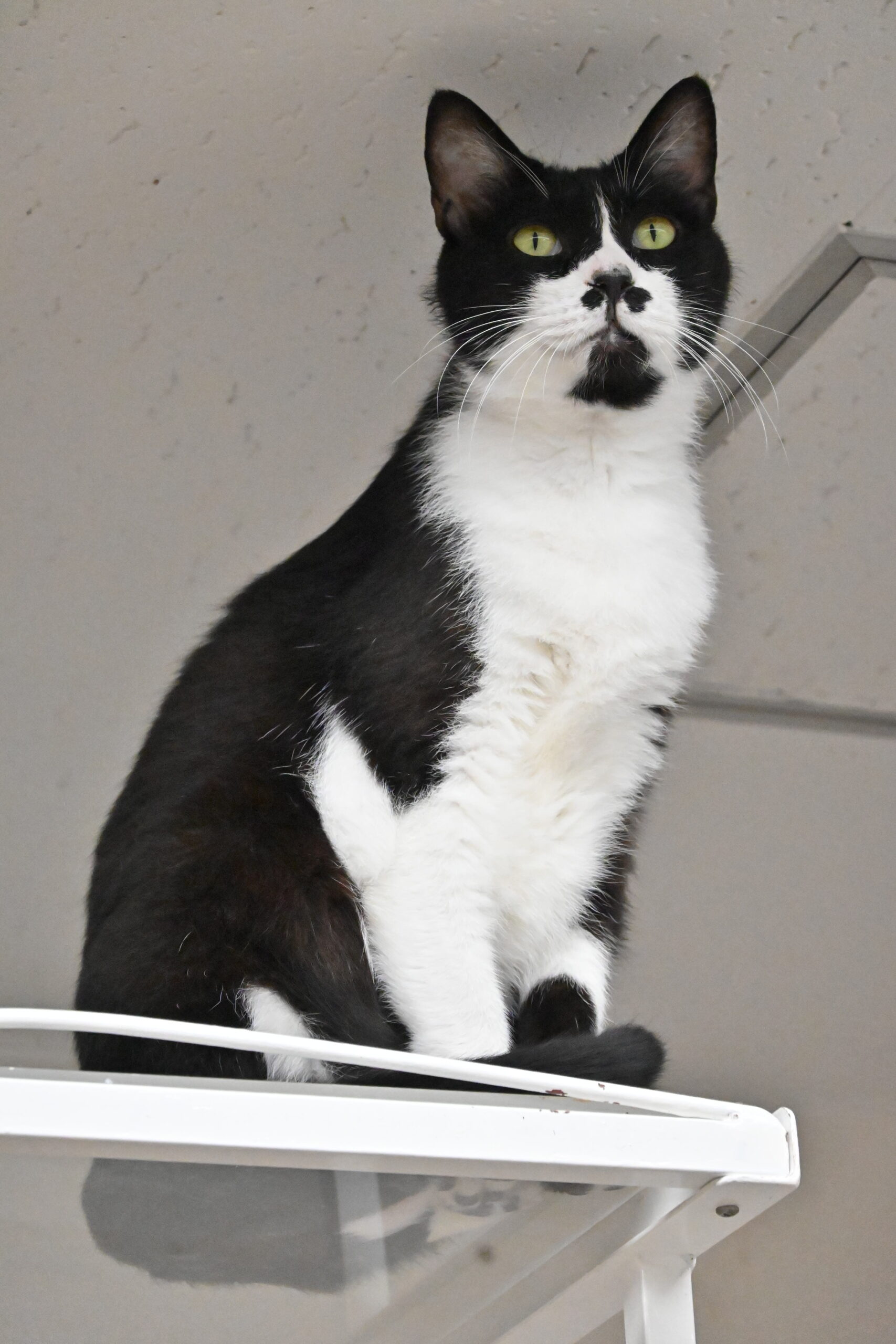 画像 : トン〈あべの前店所属〉【トライアル中】