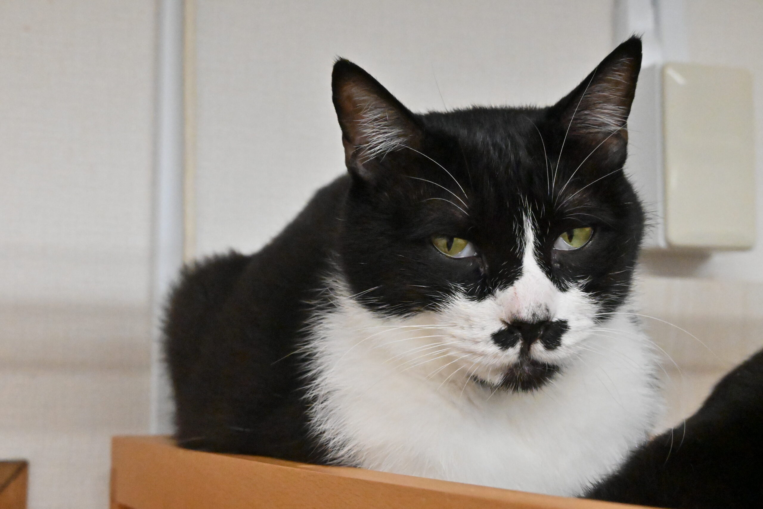 画像 : トン〈あべの前店所属〉【トライアル中】