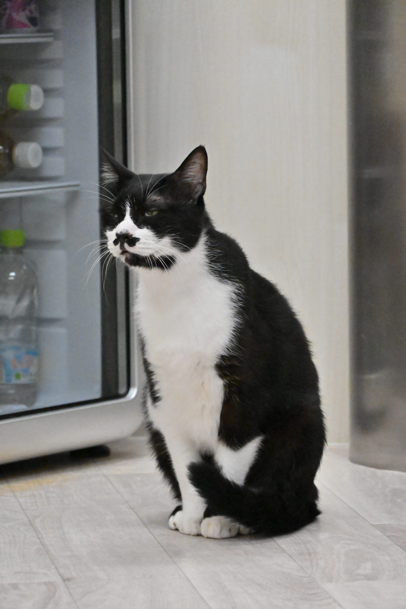 画像 : トン〈あべの前店所属〉【トライアル中】