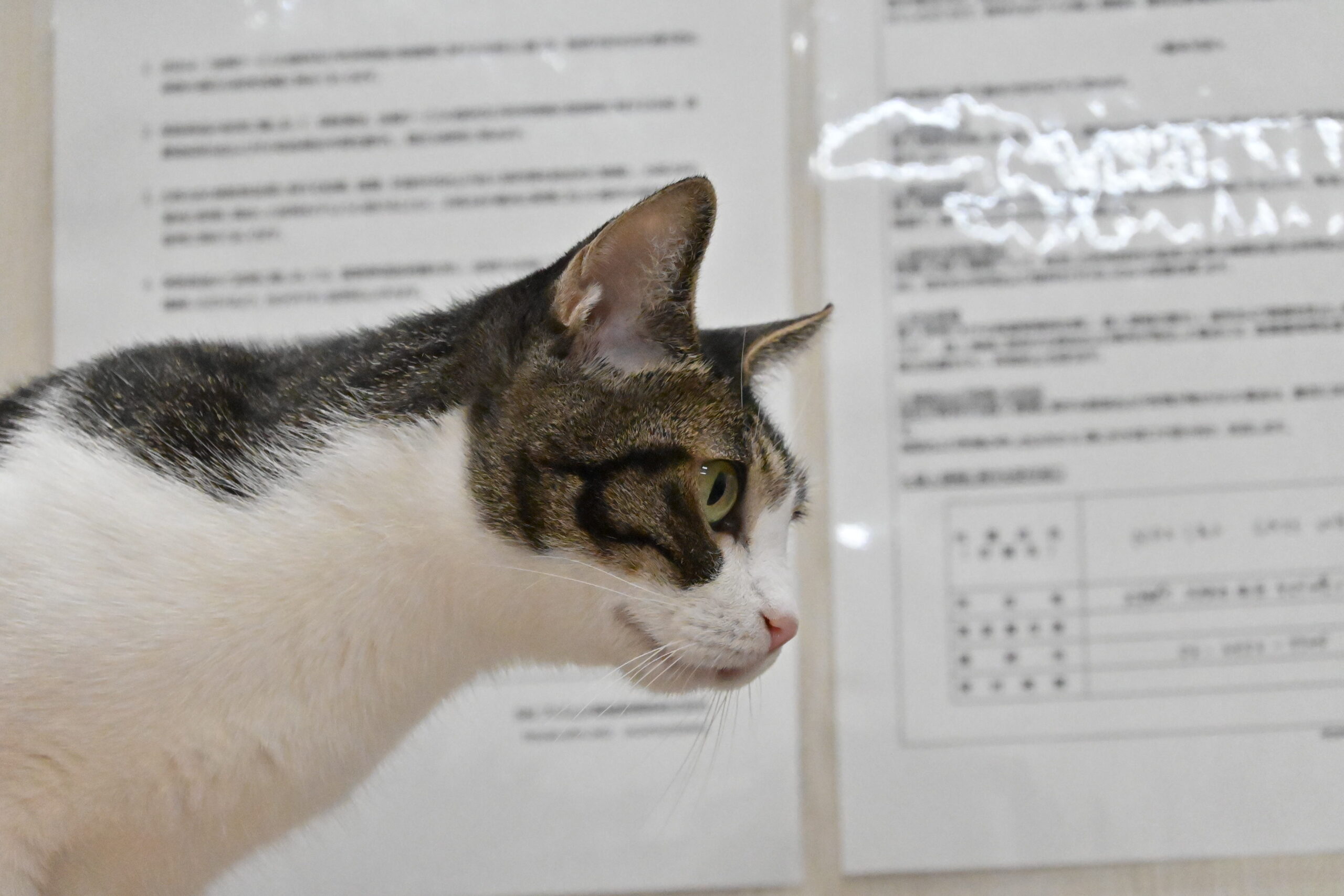 画像 : ゆきめ〈ドーム前店所属〉