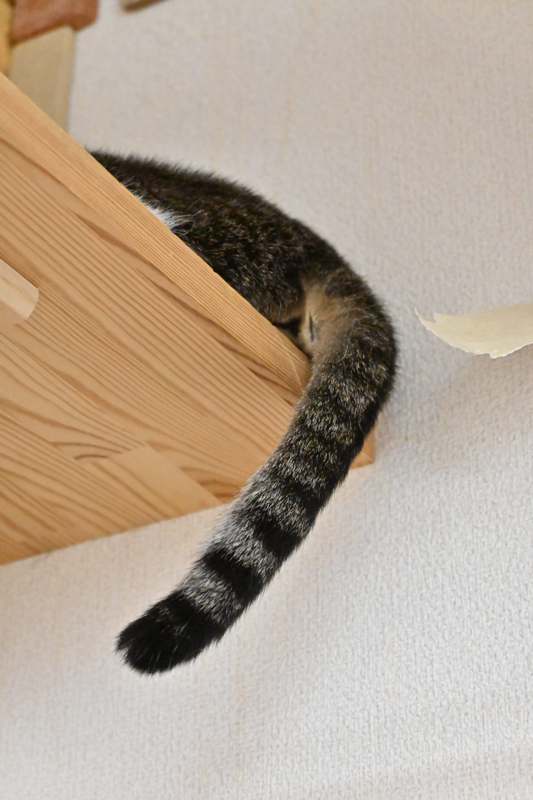 画像 : ゆきめ〈ドーム前店所属〉