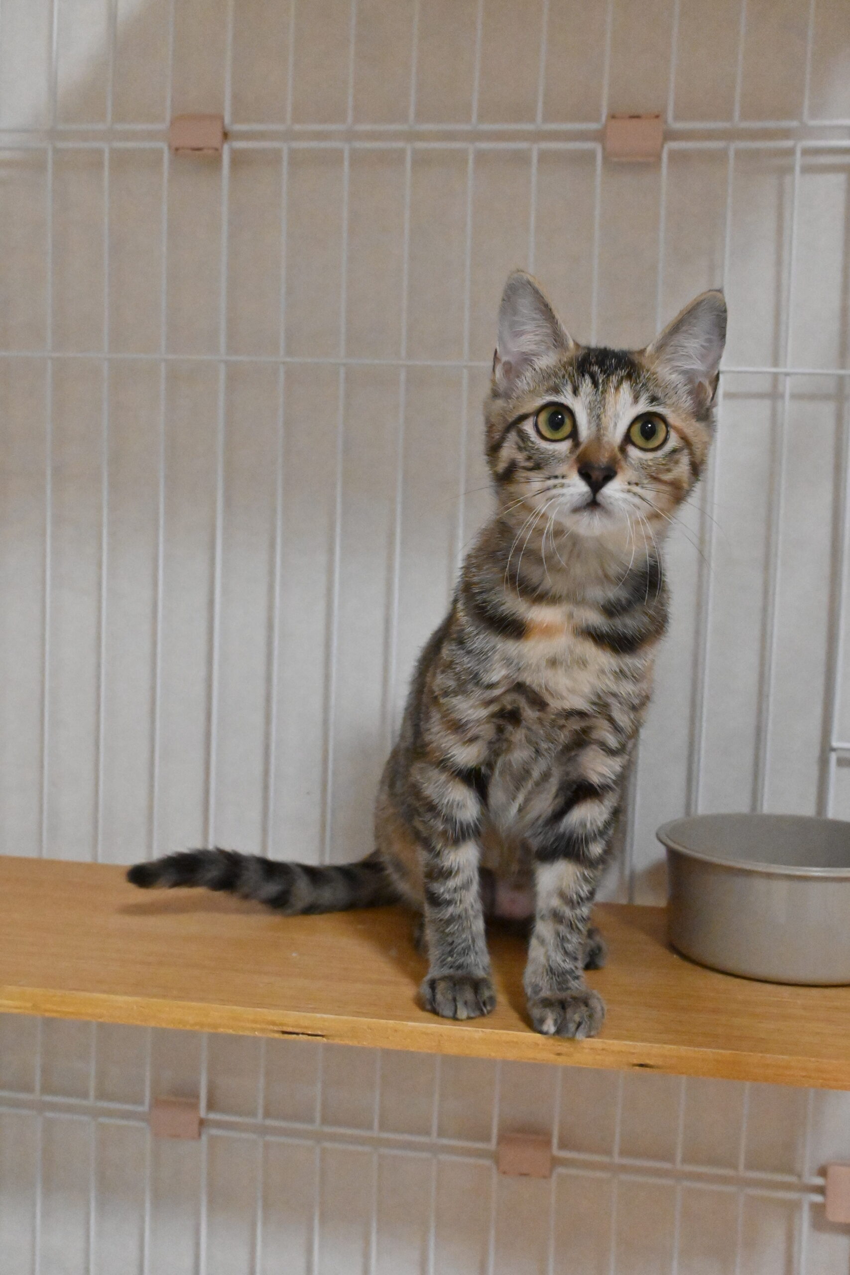 画像 : たけこ〈あべの店所属〉