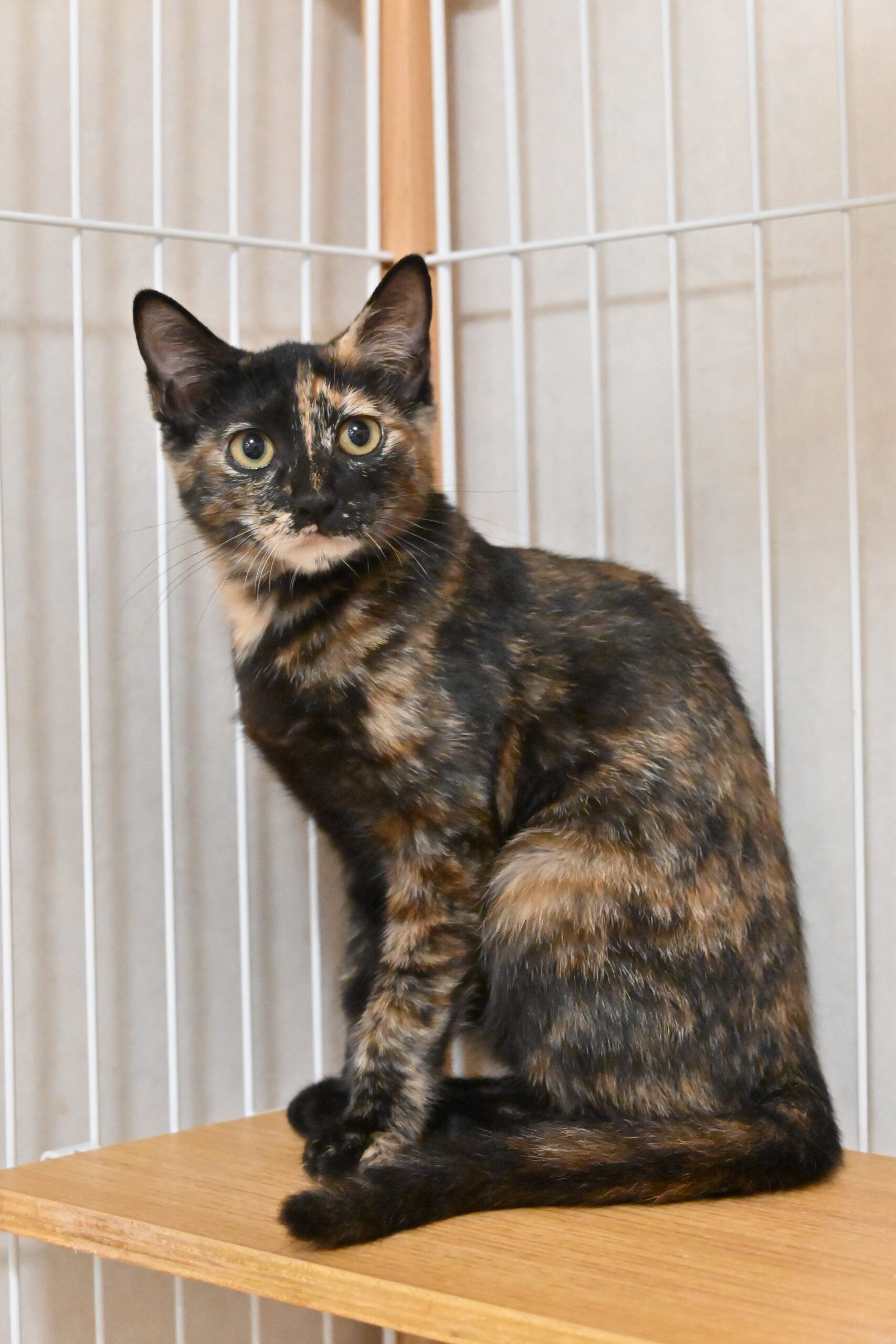 画像 : うちこ〈あべの店所属〉