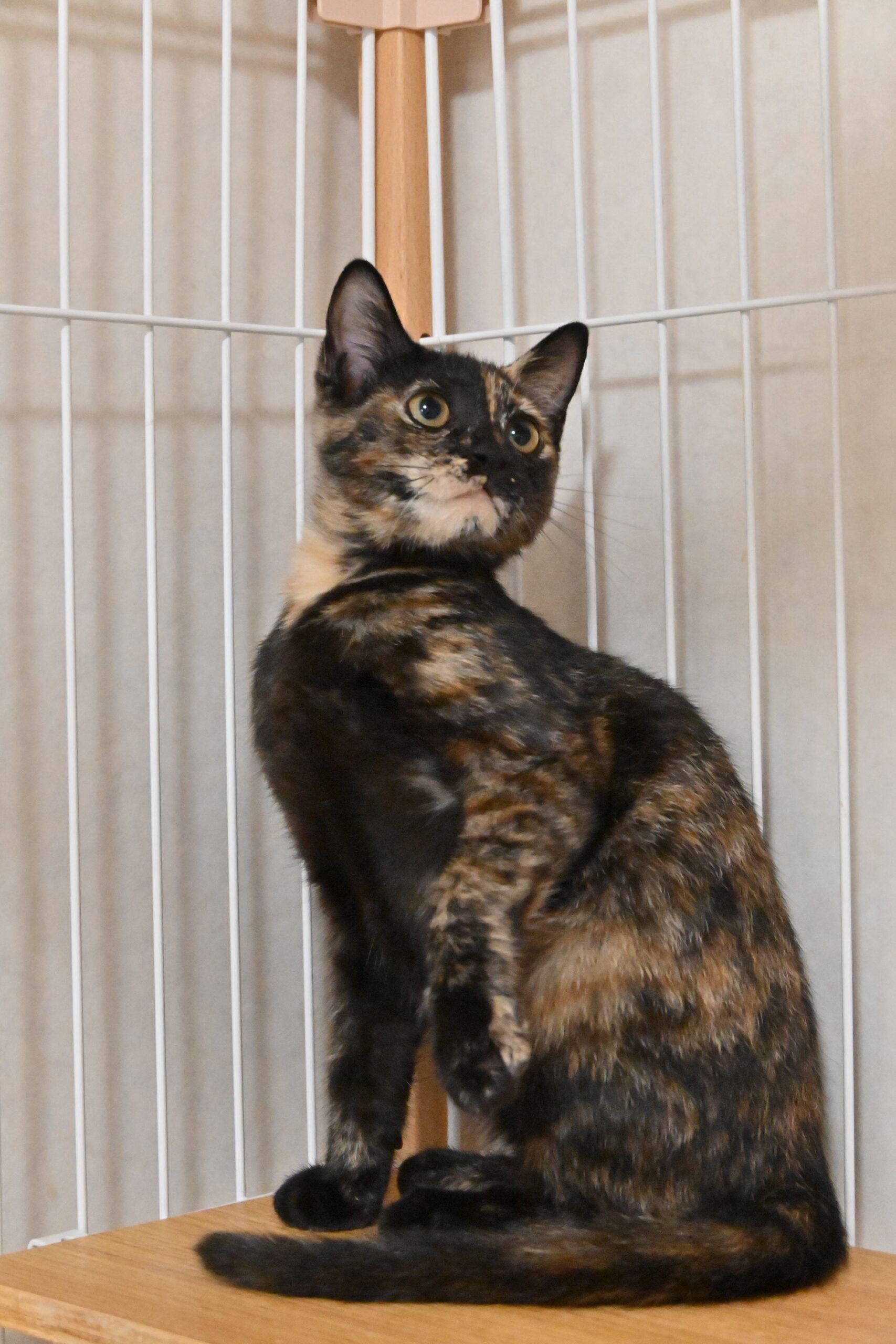 画像 : うちこ〈あべの店所属〉