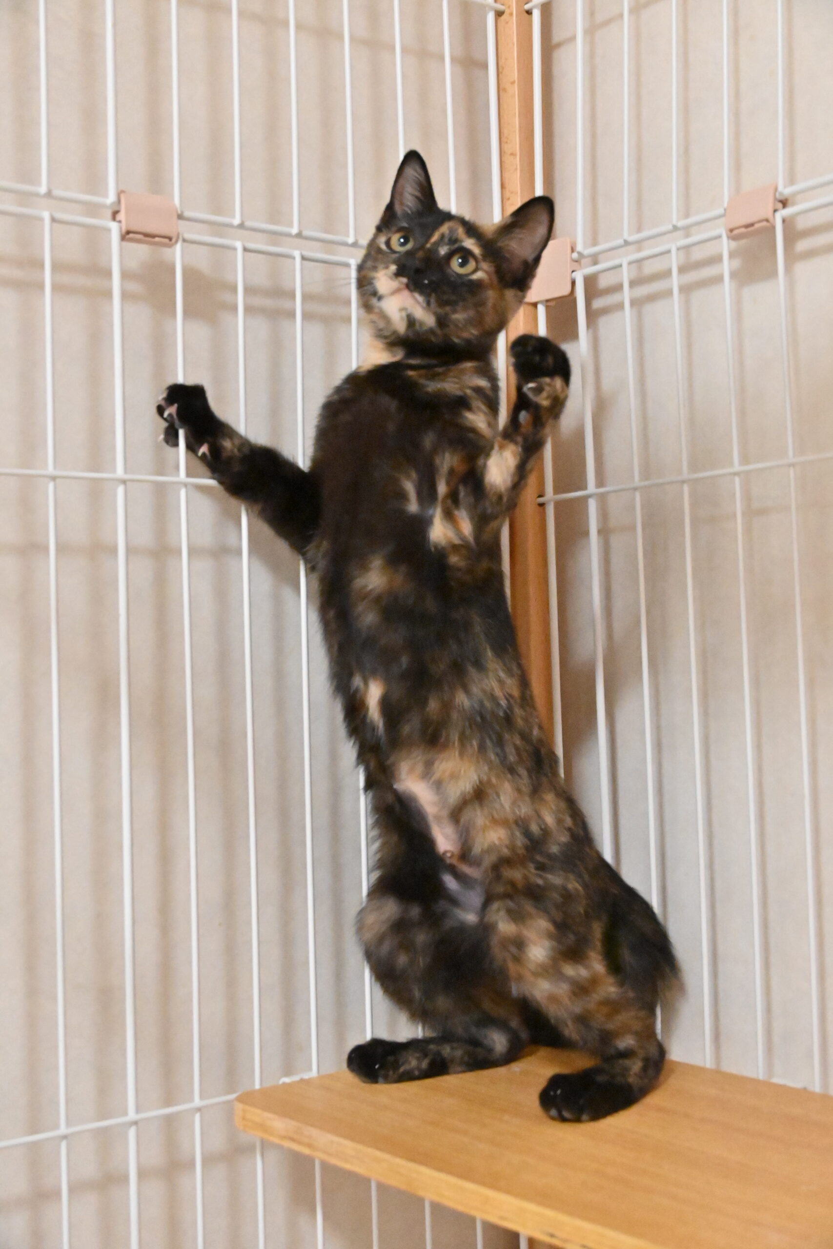 画像 : うちこ〈あべの店所属〉