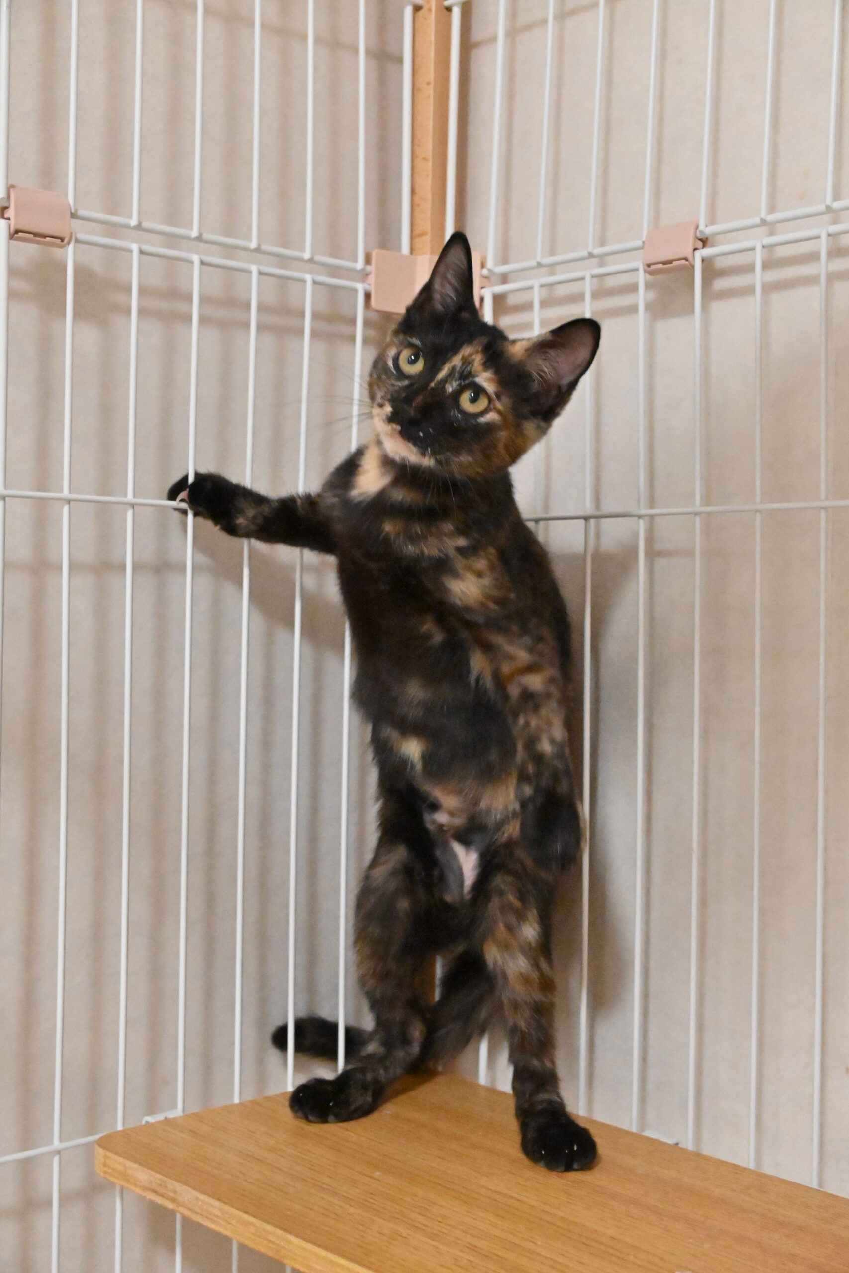 画像 : うちこ〈あべの店所属〉