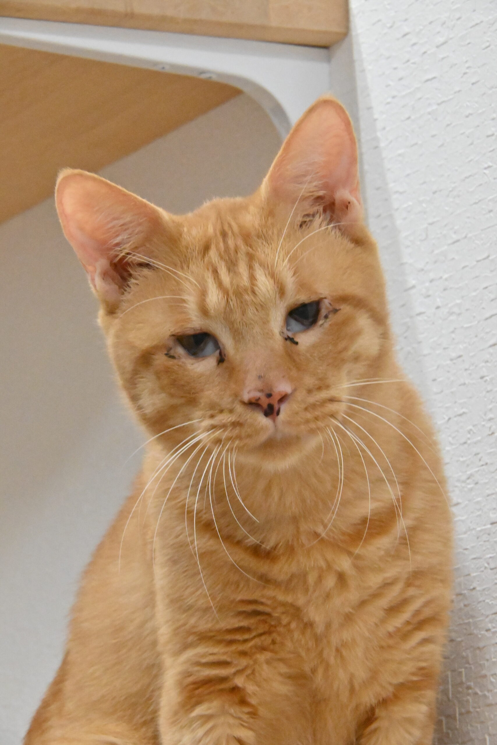 画像 : 茶太郎〈tyatarou〉【ドーム前店所属】