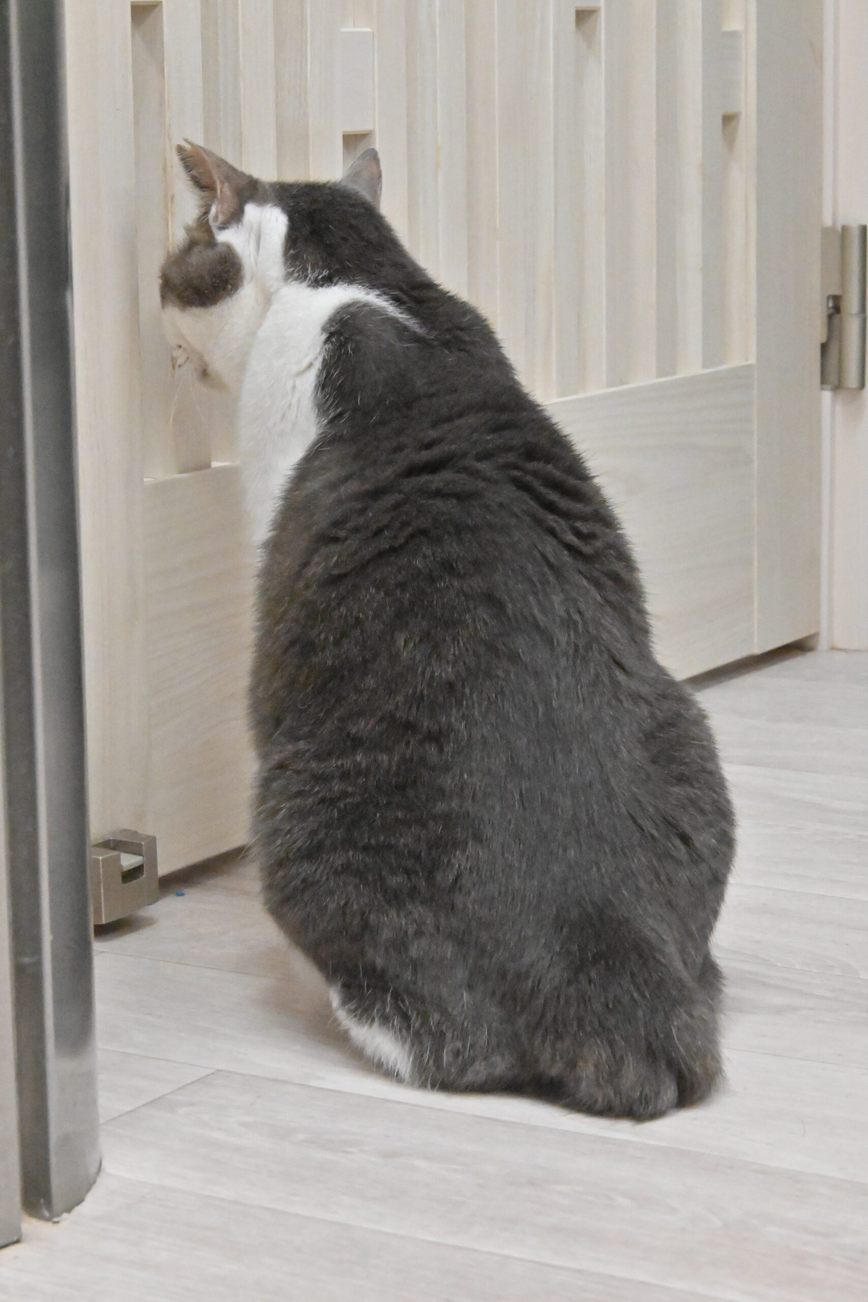 画像 : メイコ〈ドーム前店所属〉