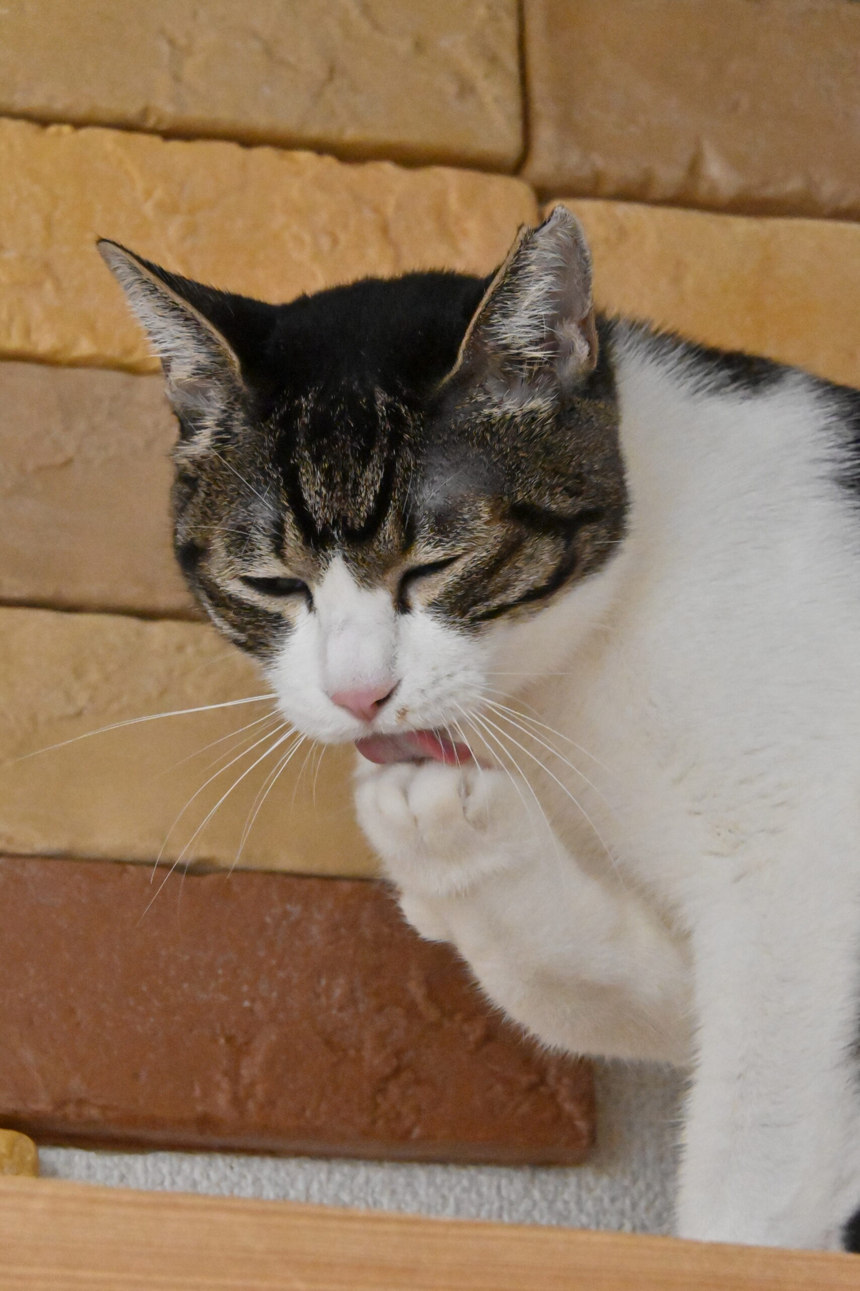 画像 : ゆきめ〈ドーム前店所属〉