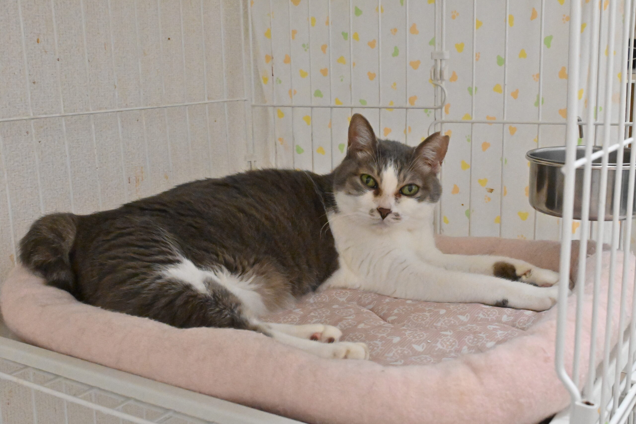 画像 : メイコ〈ドーム前店所属〉