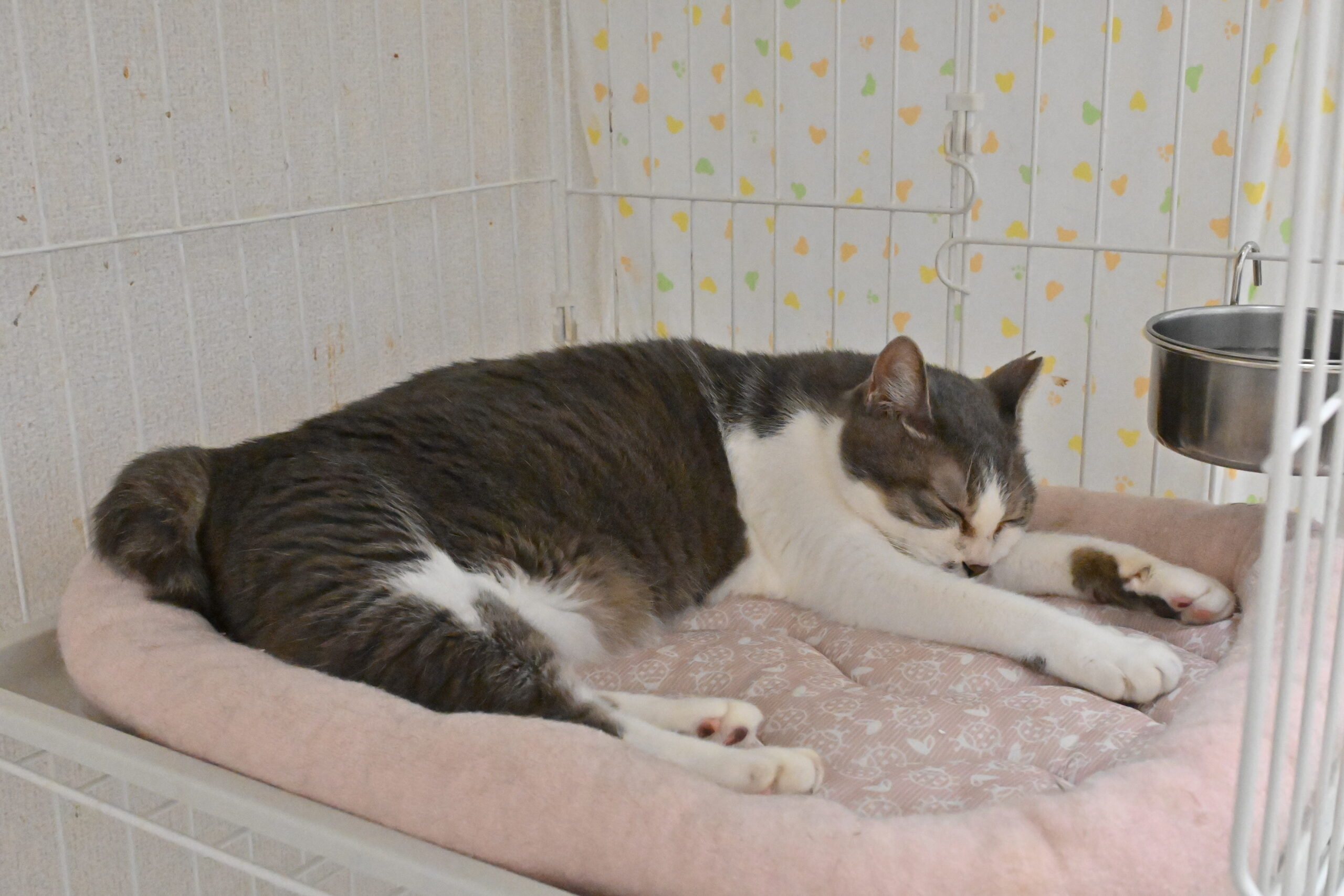 画像 : メイコ〈ドーム前店所属〉