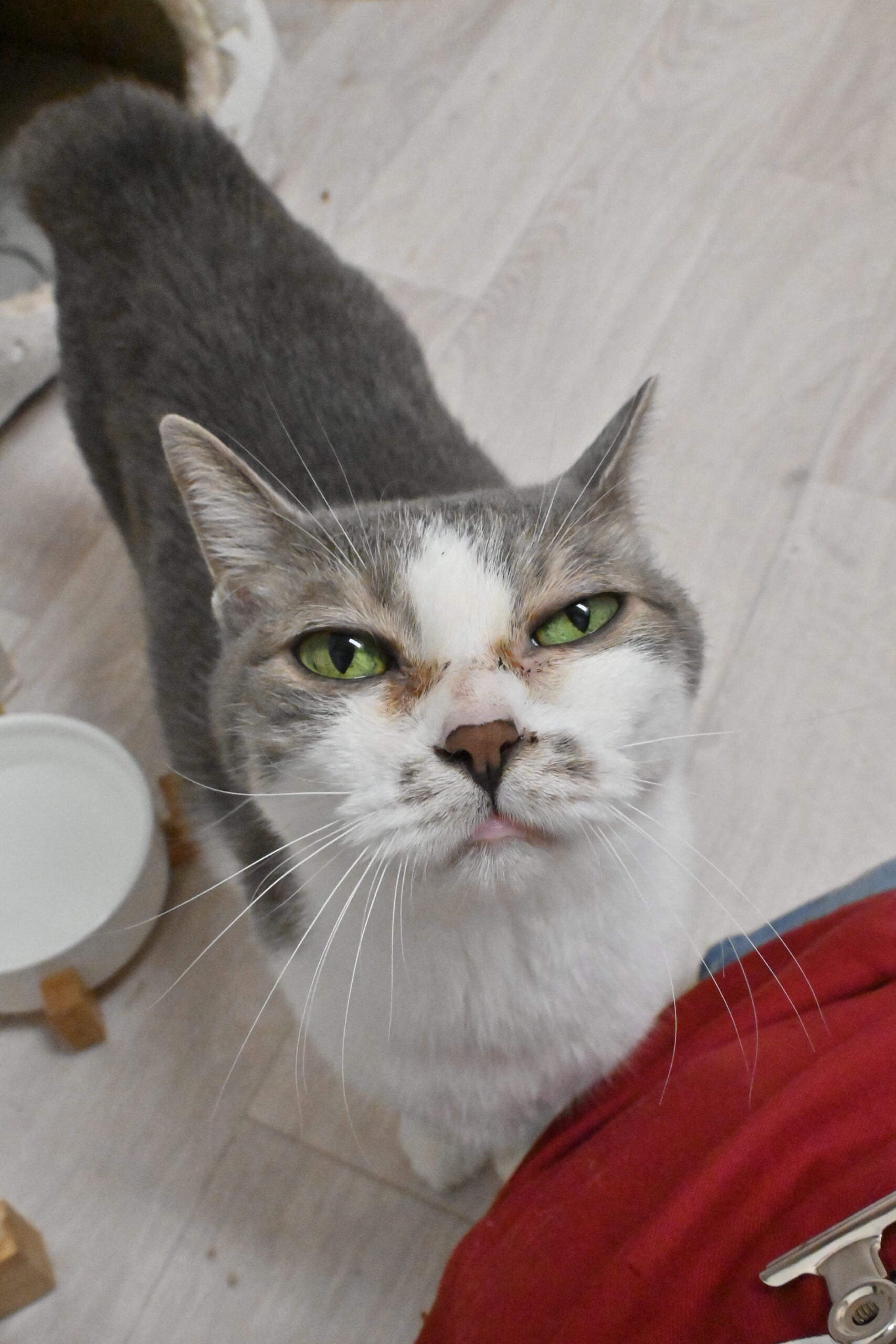 画像 : メイコ〈ドーム前店所属〉