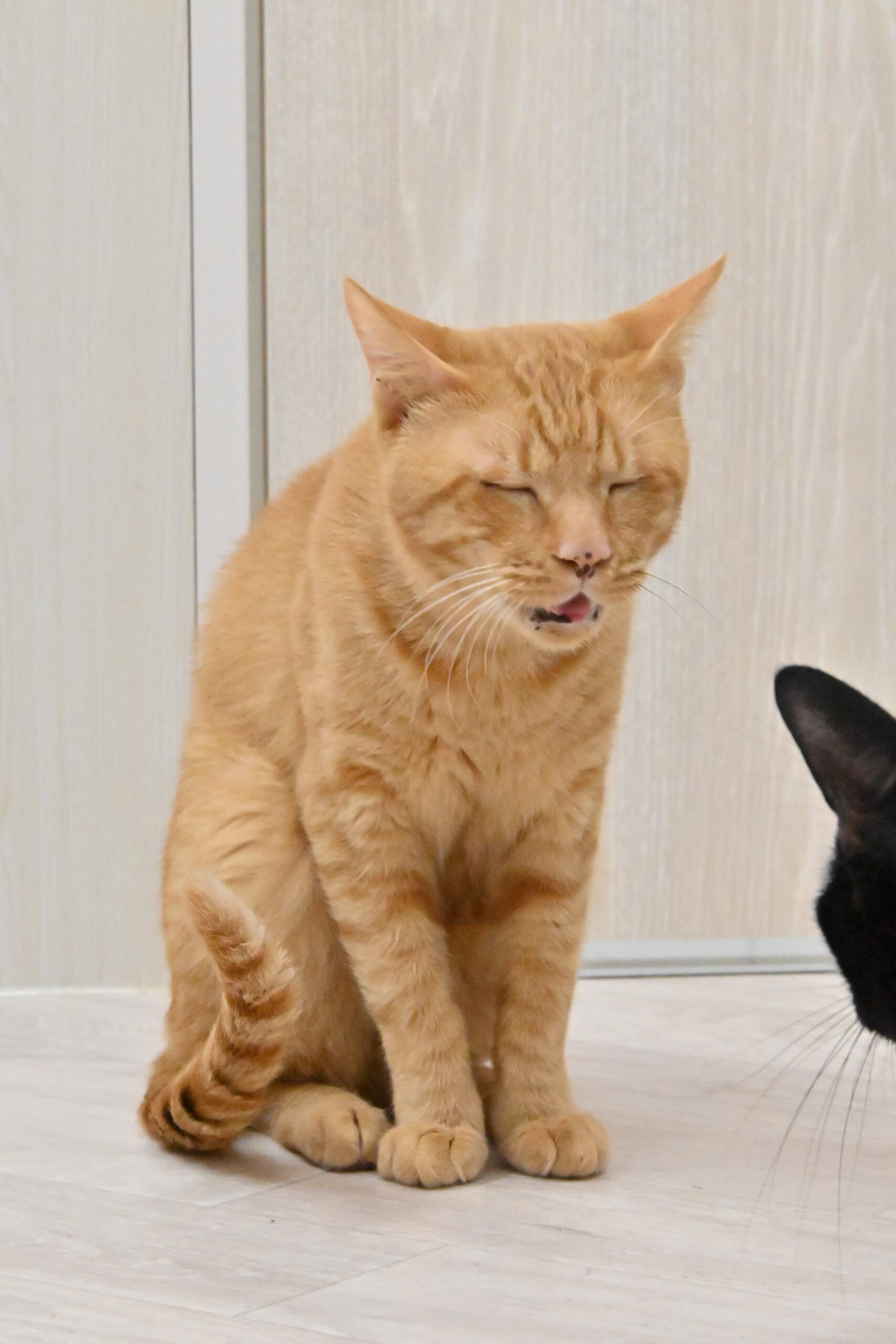 画像 : 茶太郎〈tyatarou〉【ドーム前店所属】