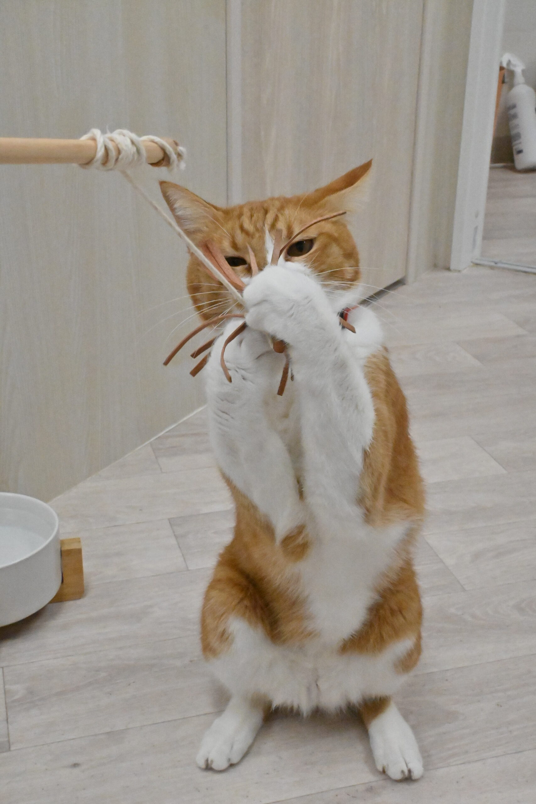 画像 : カイン〈ドーム前店所属〉