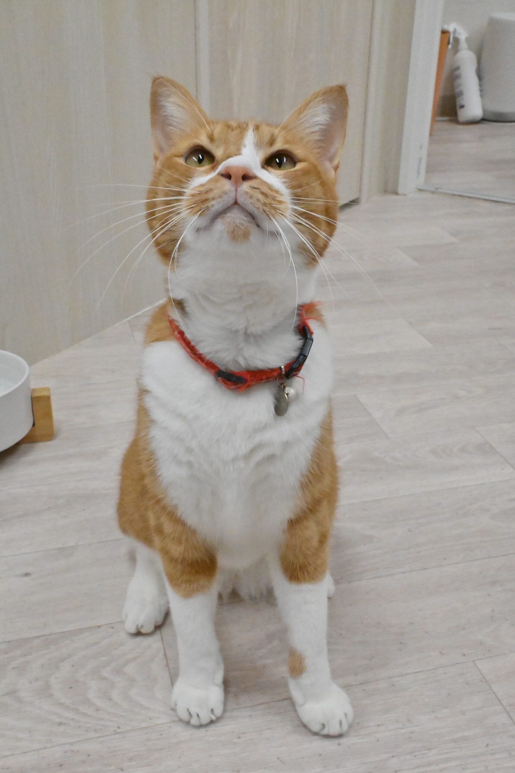 画像 : カイン〈ドーム前店所属〉