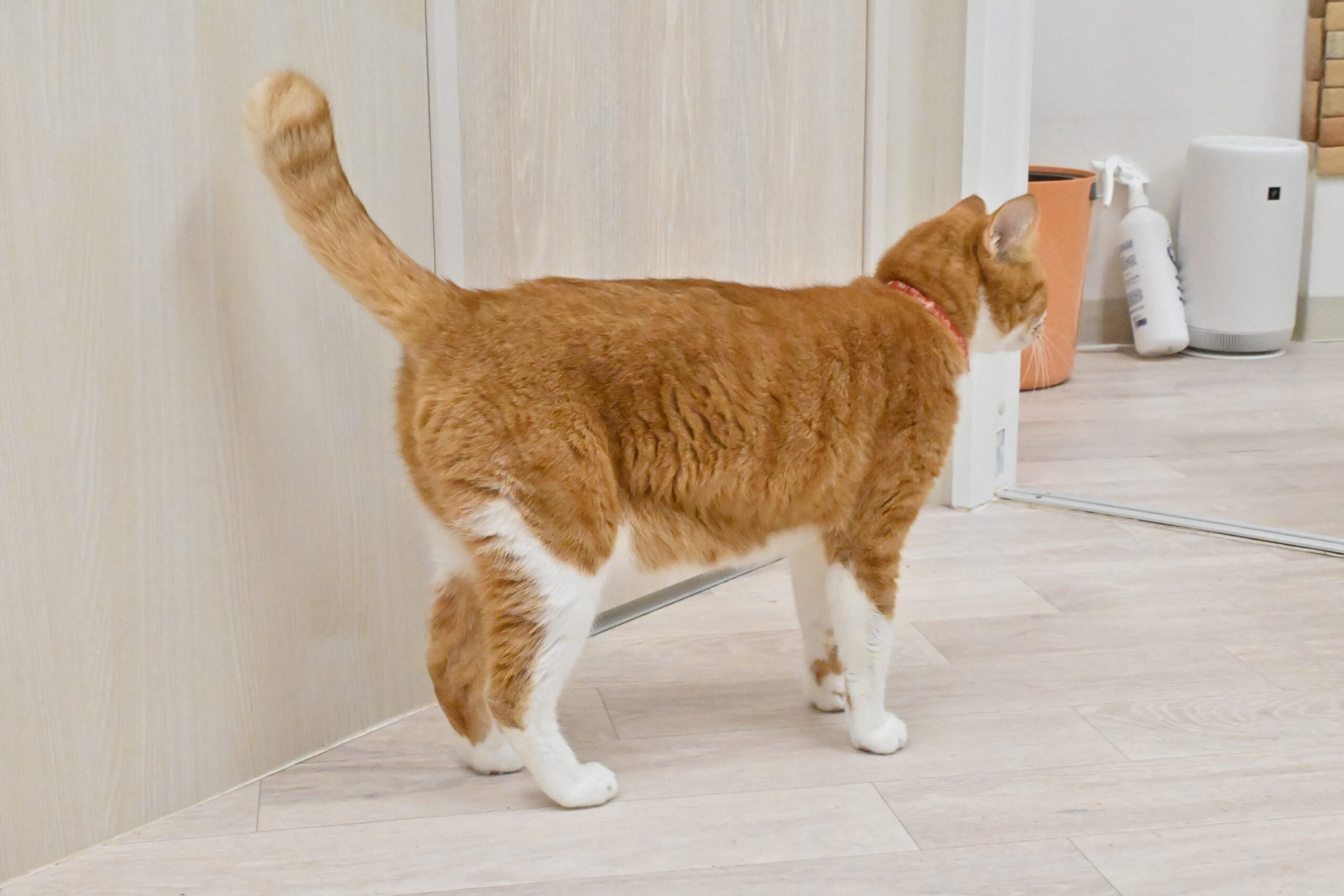 画像 : カイン〈ドーム前店所属〉