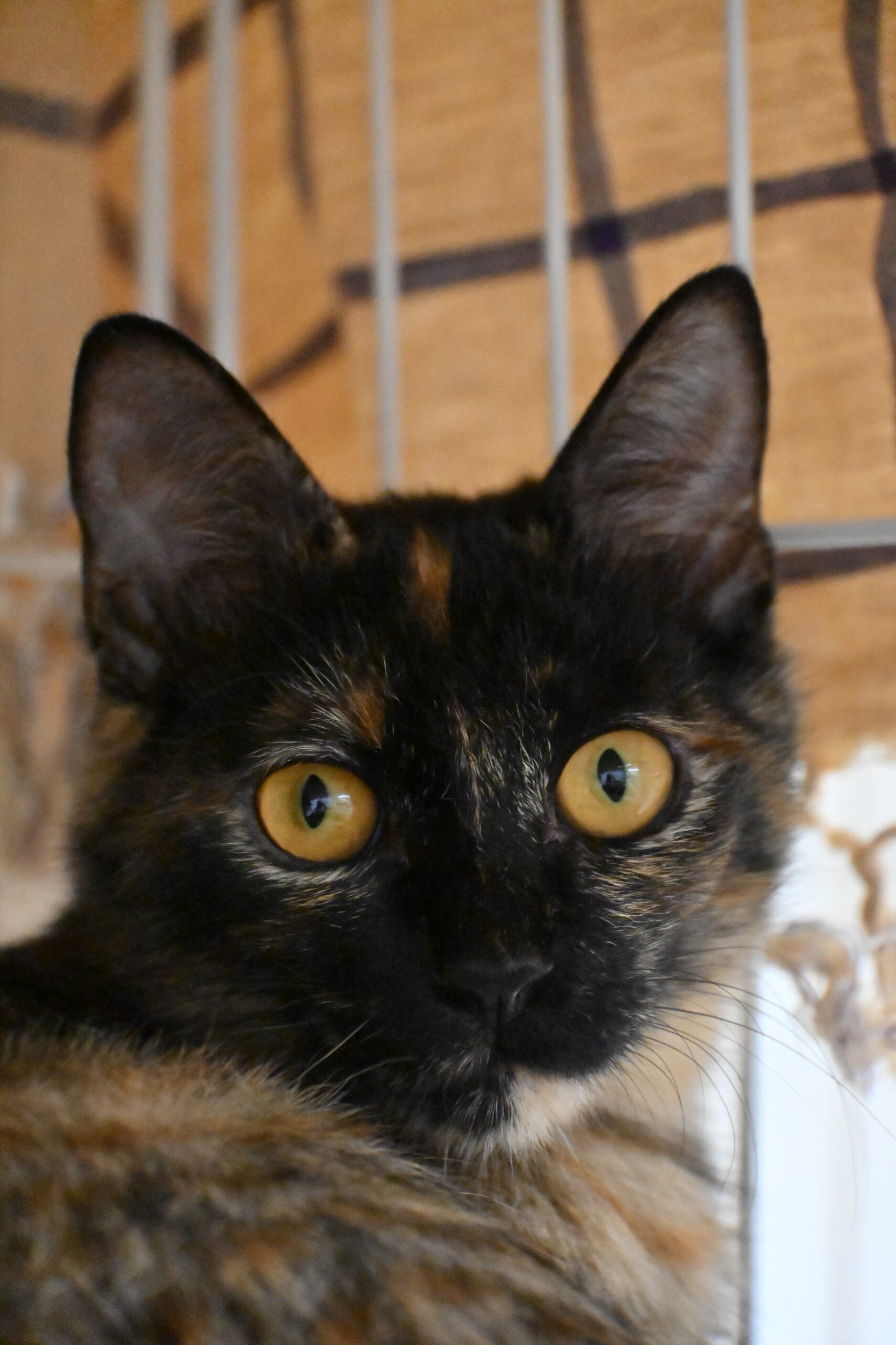 画像 : ラーラ〈ドーム前店所属〉