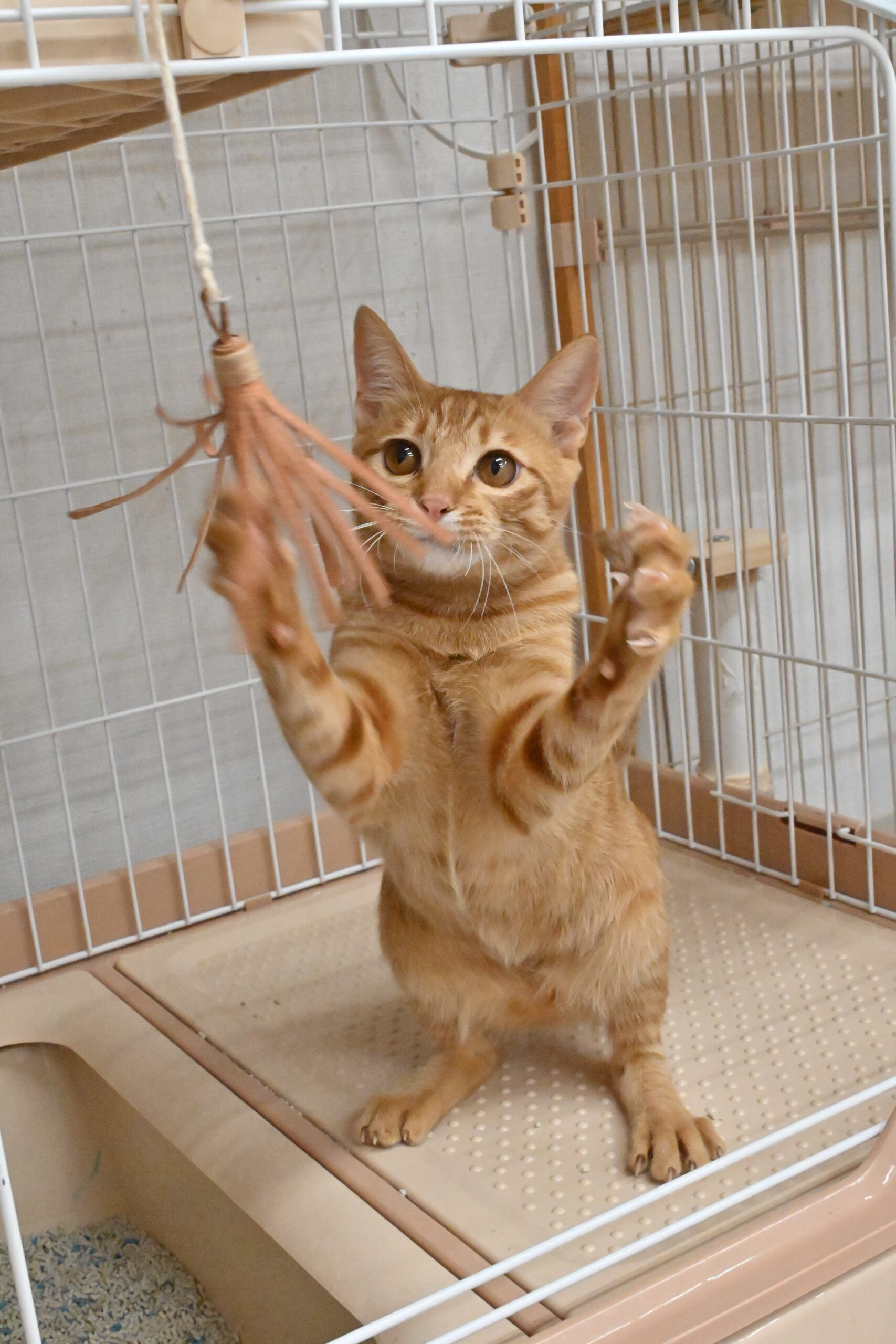 画像 : グングン〈ドーム前店所属〉