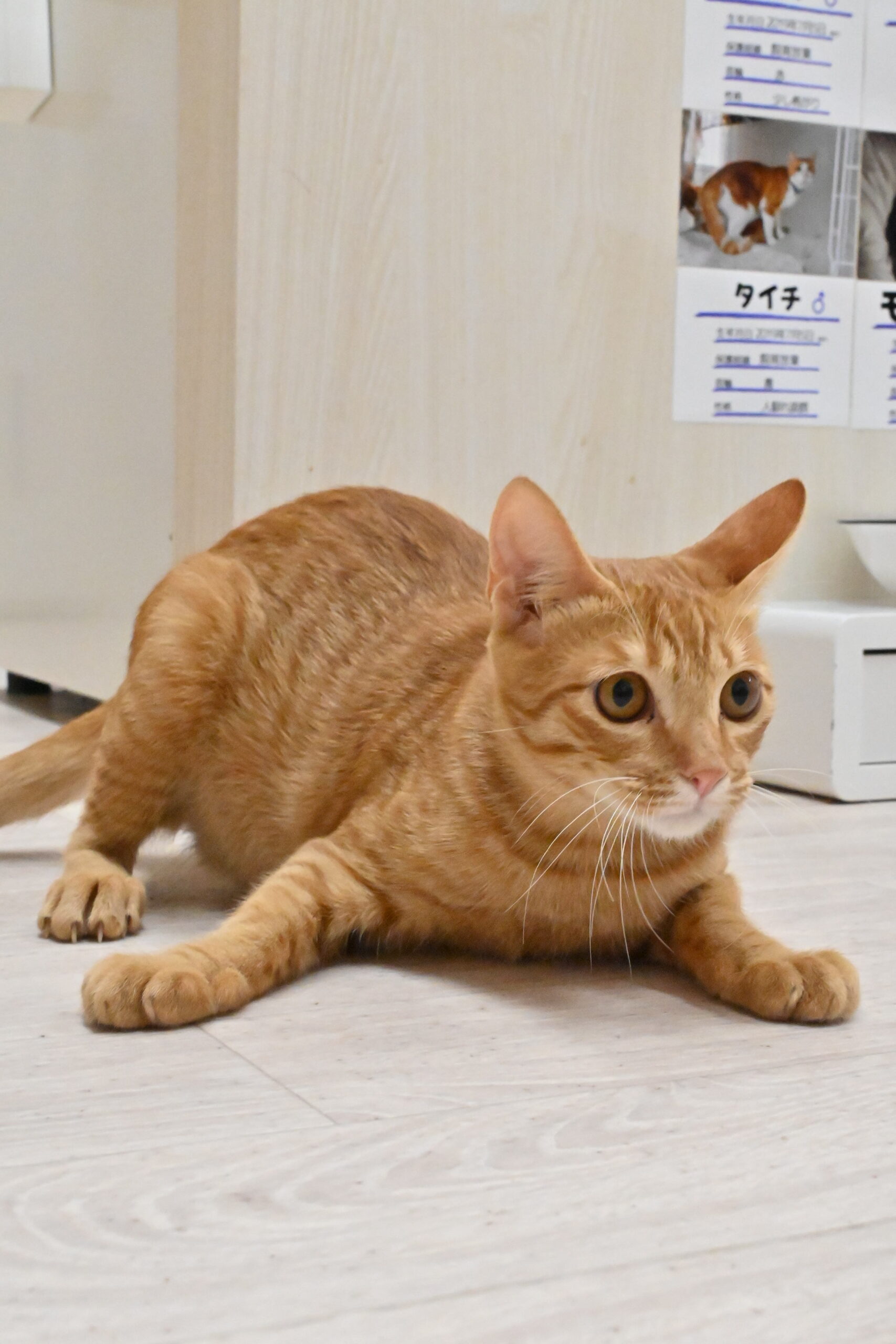 画像 : グングン〈ドーム前店所属〉