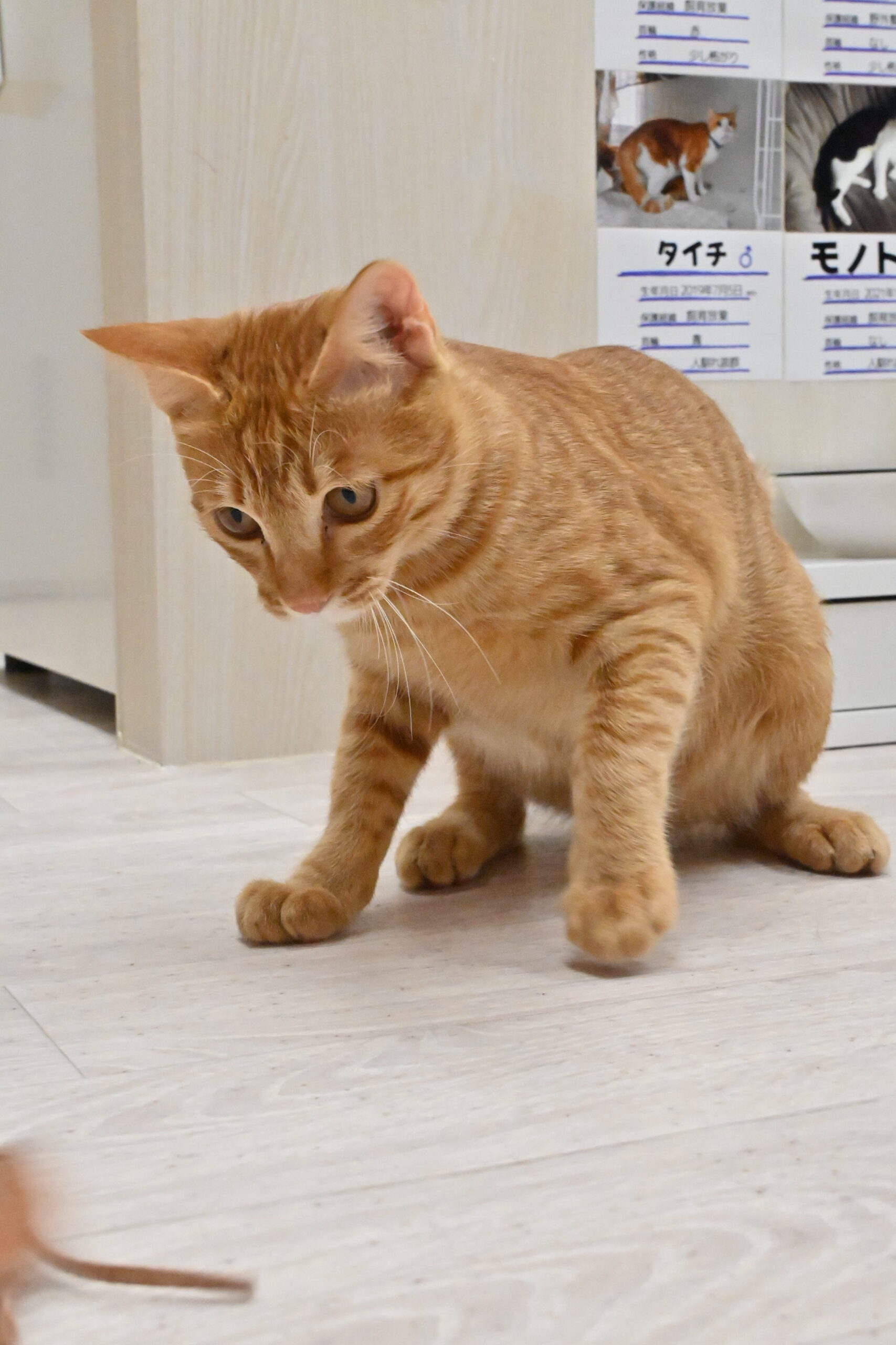 画像 : グングン〈ドーム前店所属〉