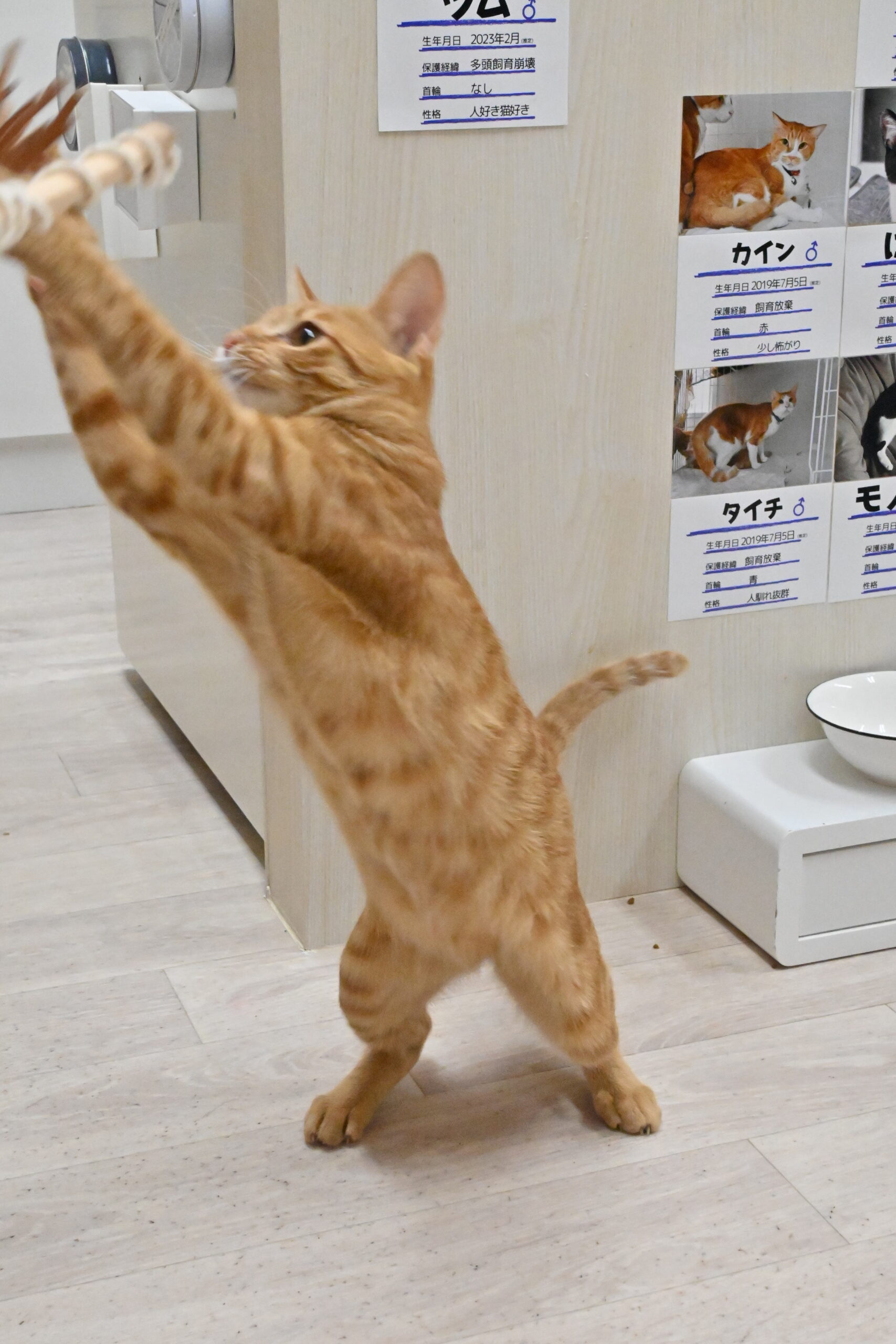 画像 : グングン〈ドーム前店所属〉