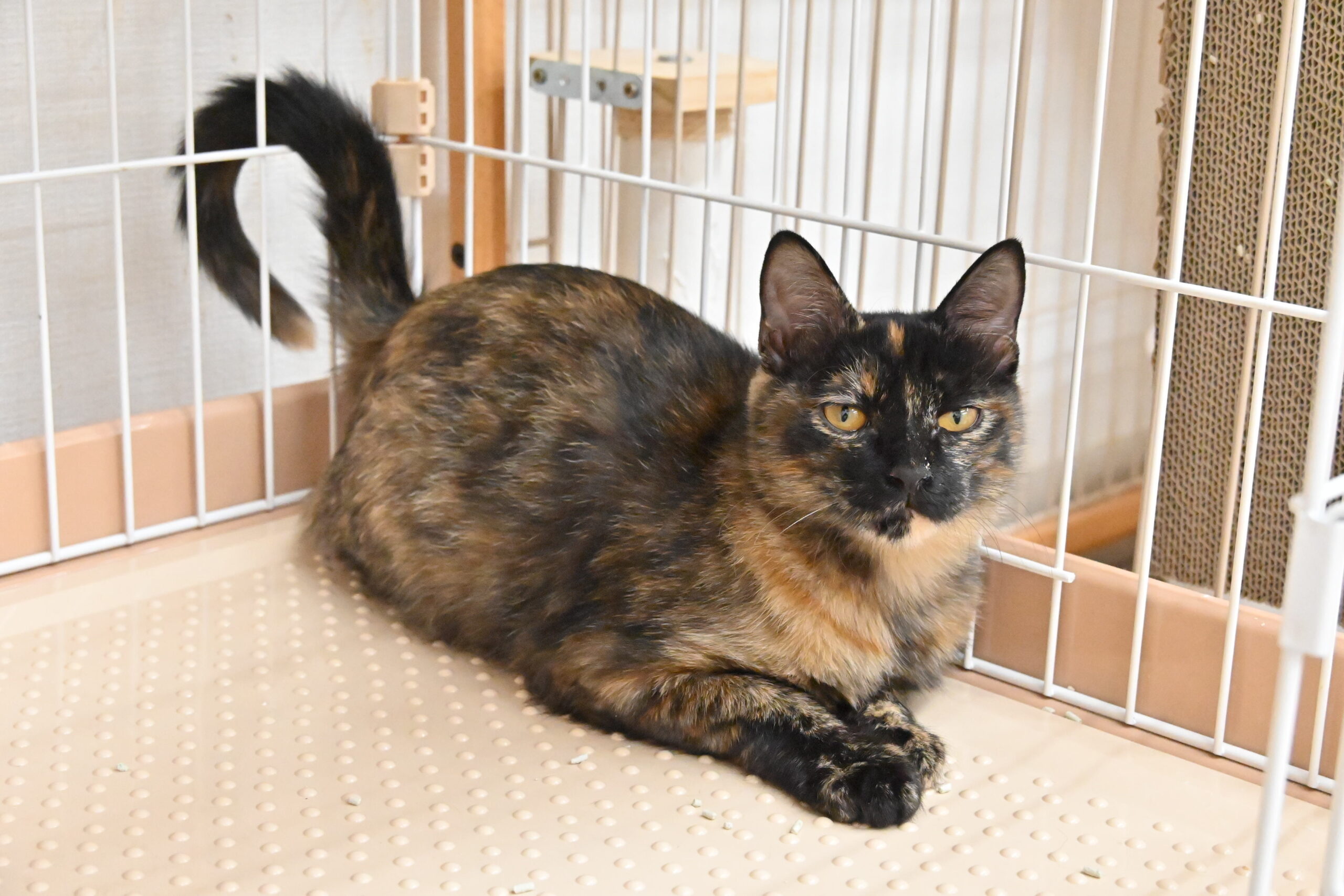 画像 : ラーラ〈ドーム前店所属〉