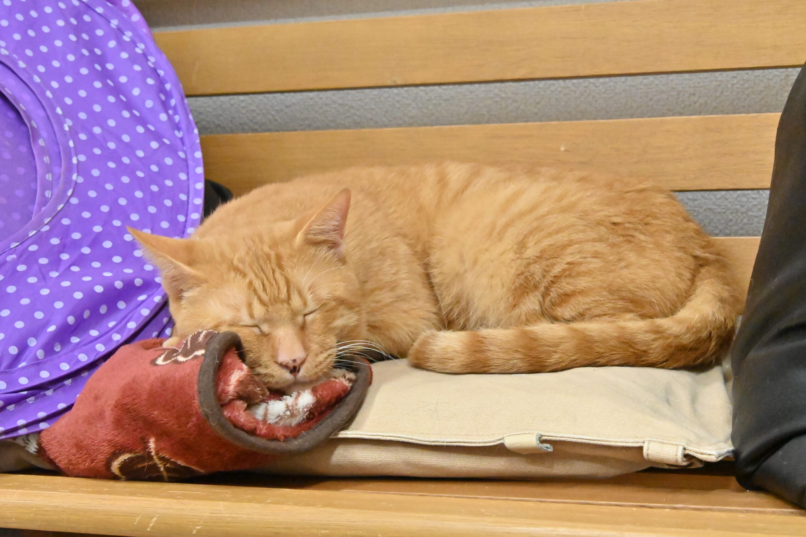 画像 : 茶太郎〈tyatarou〉【ドーム前店所属】