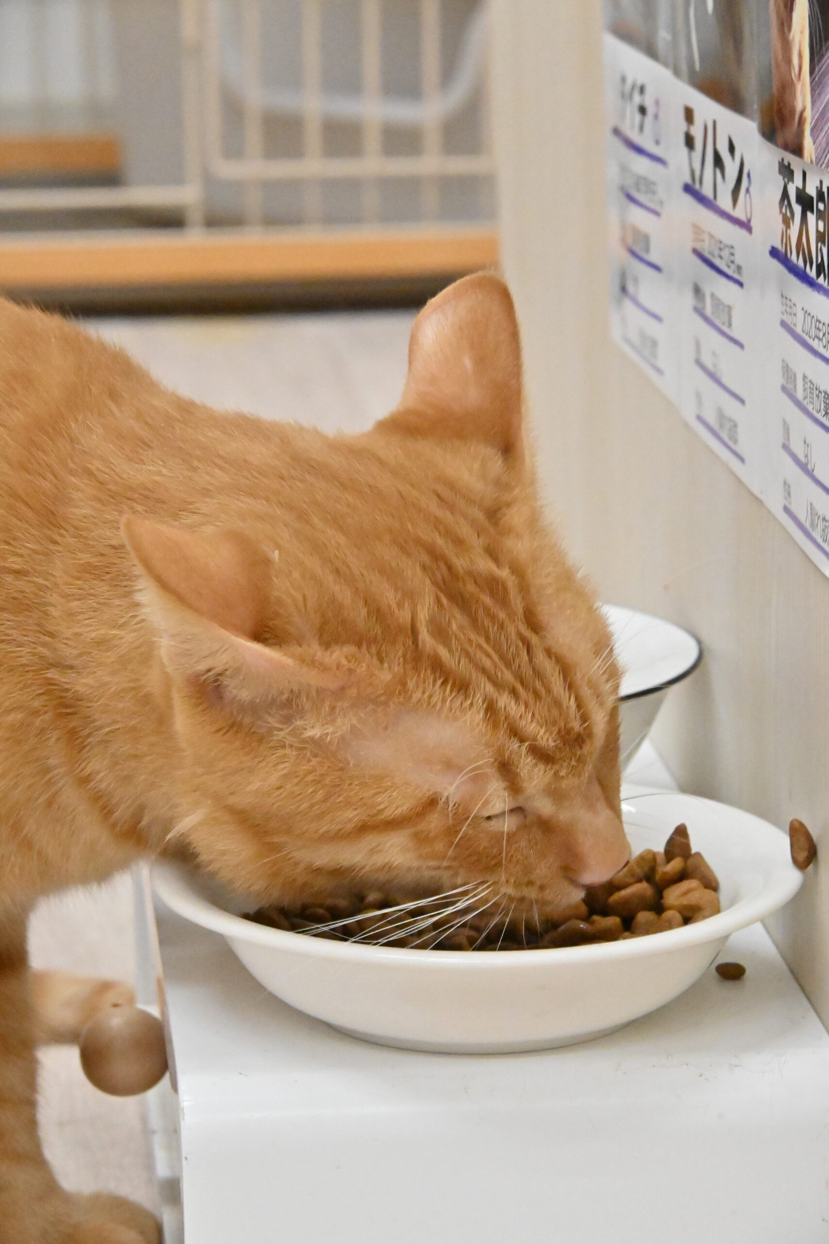 画像 : 茶太郎〈tyatarou〉【ドーム前店所属】