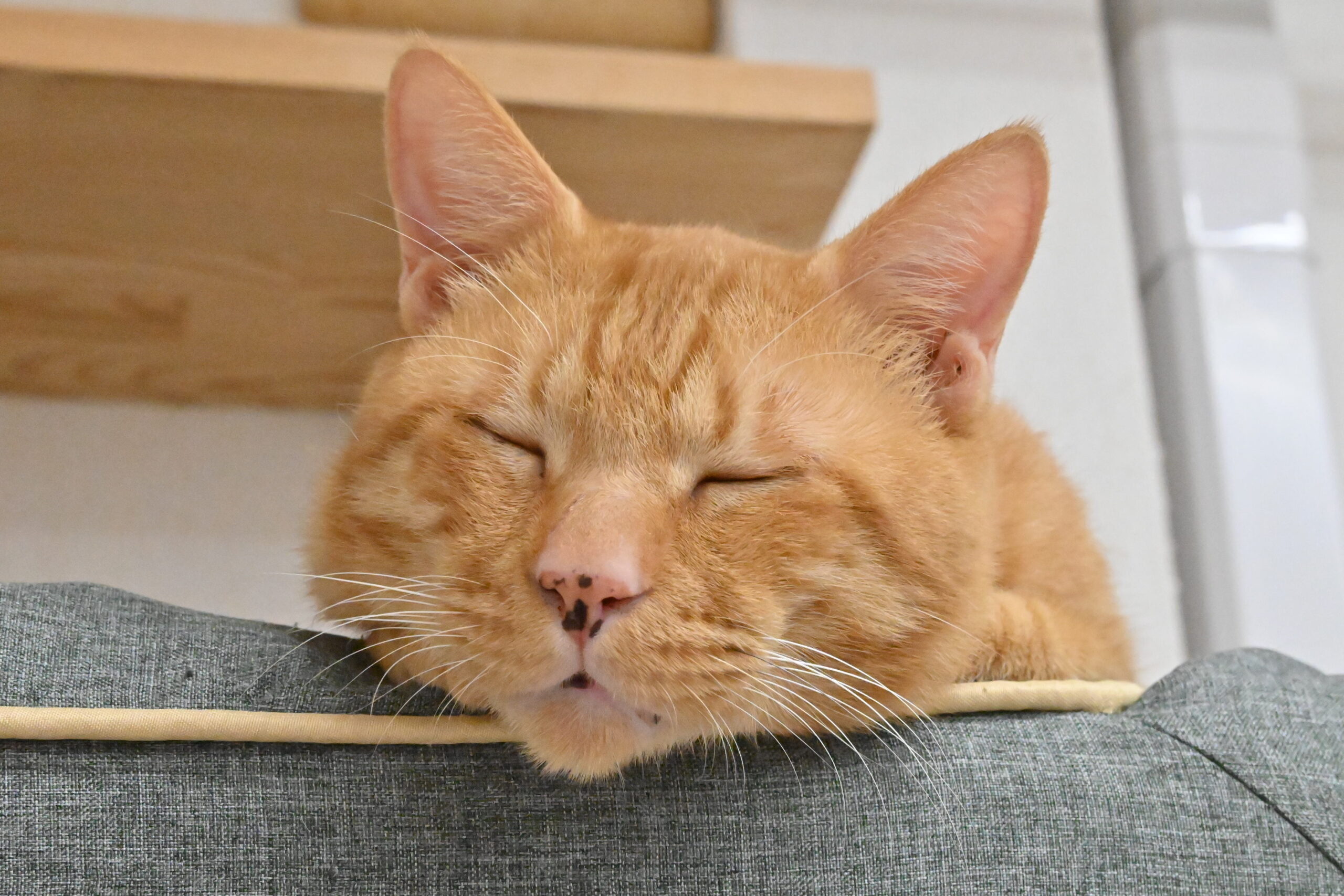 画像 : 茶太郎〈tyatarou〉【ドーム前店所属】