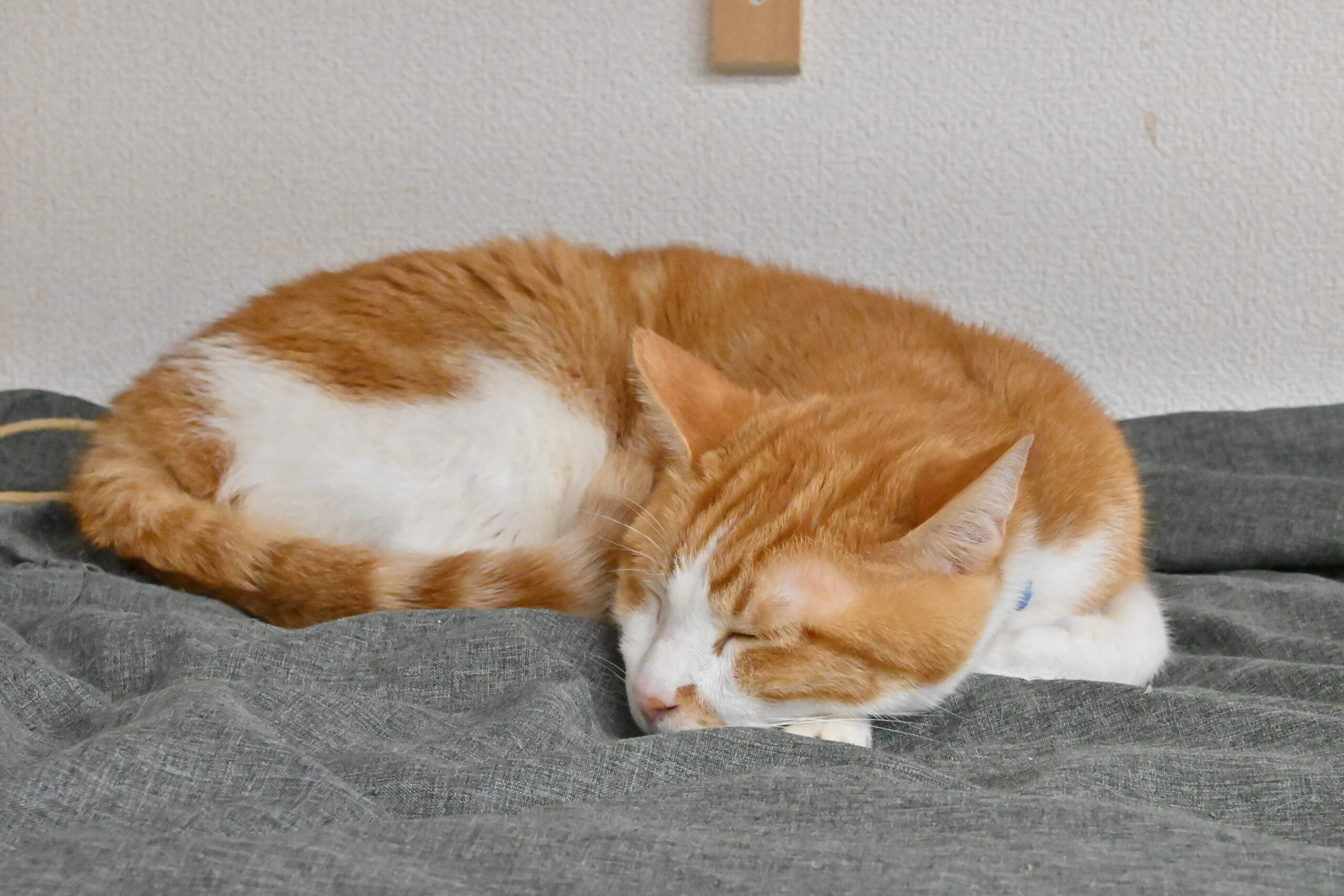 画像 : タイチ〈ドーム前店所属〉