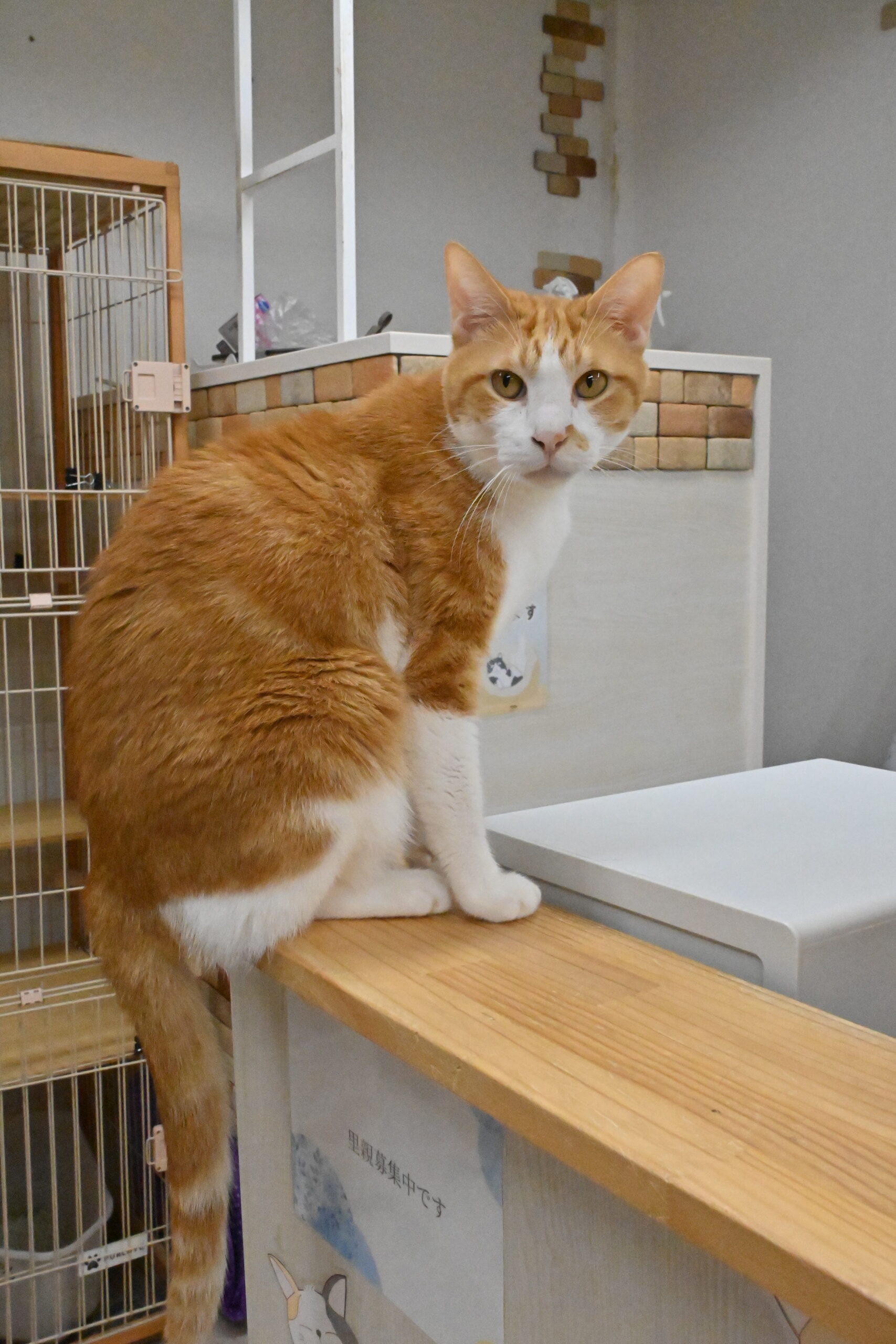 画像 : タイチ〈ドーム前店所属〉