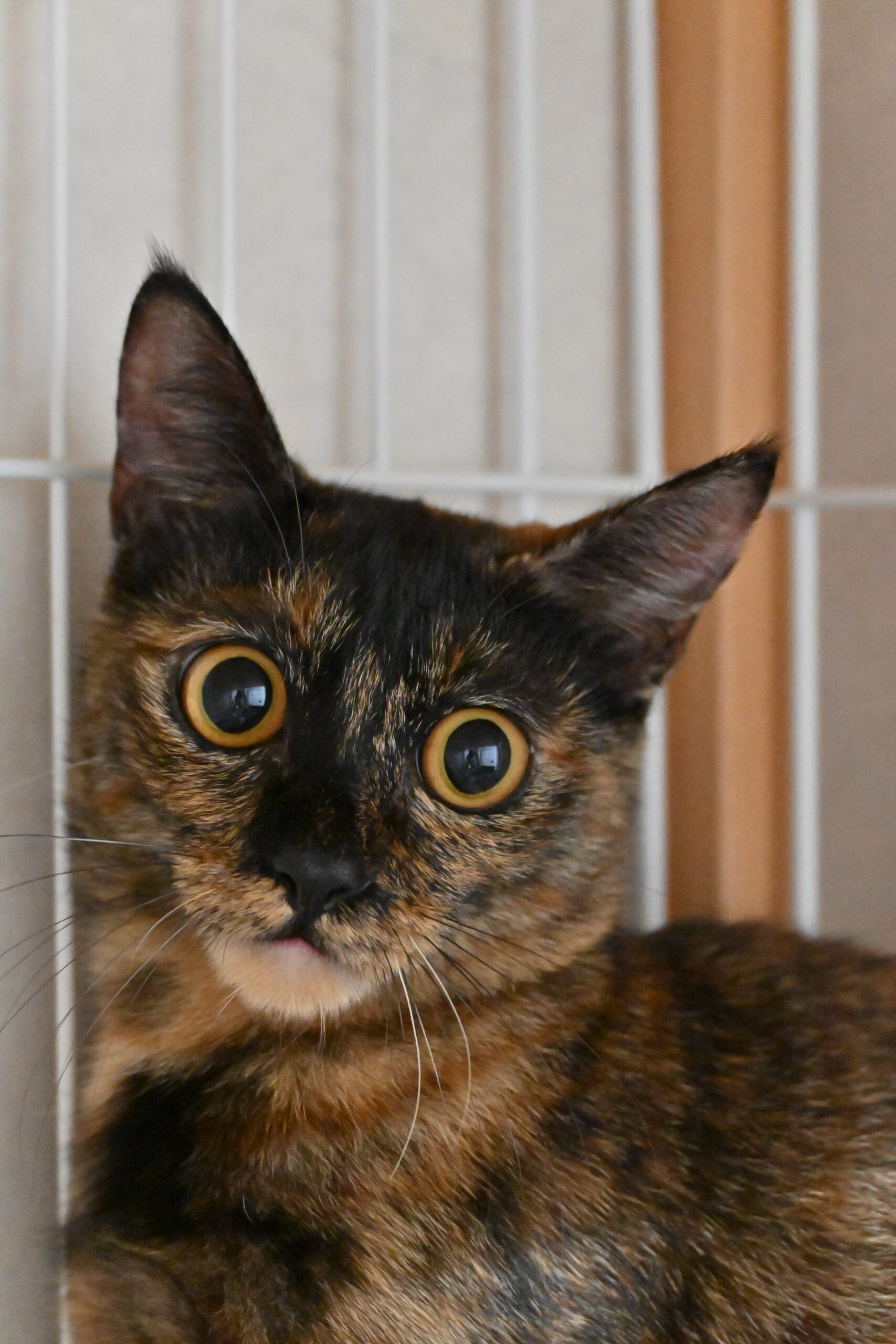 画像 : うらら〈あべの店所属〉