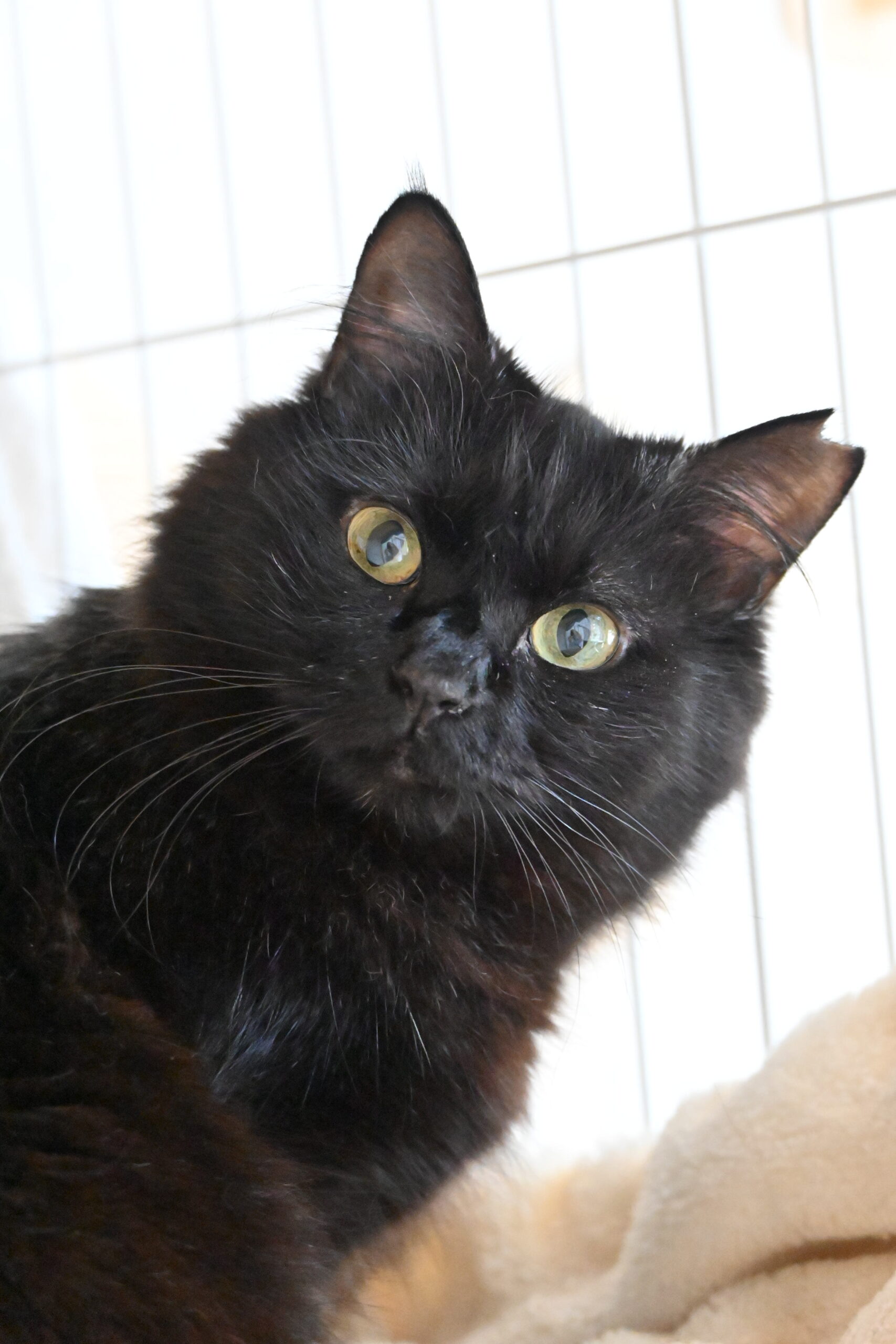 画像 : マコ〈あべの店所属〉【トライアル中】