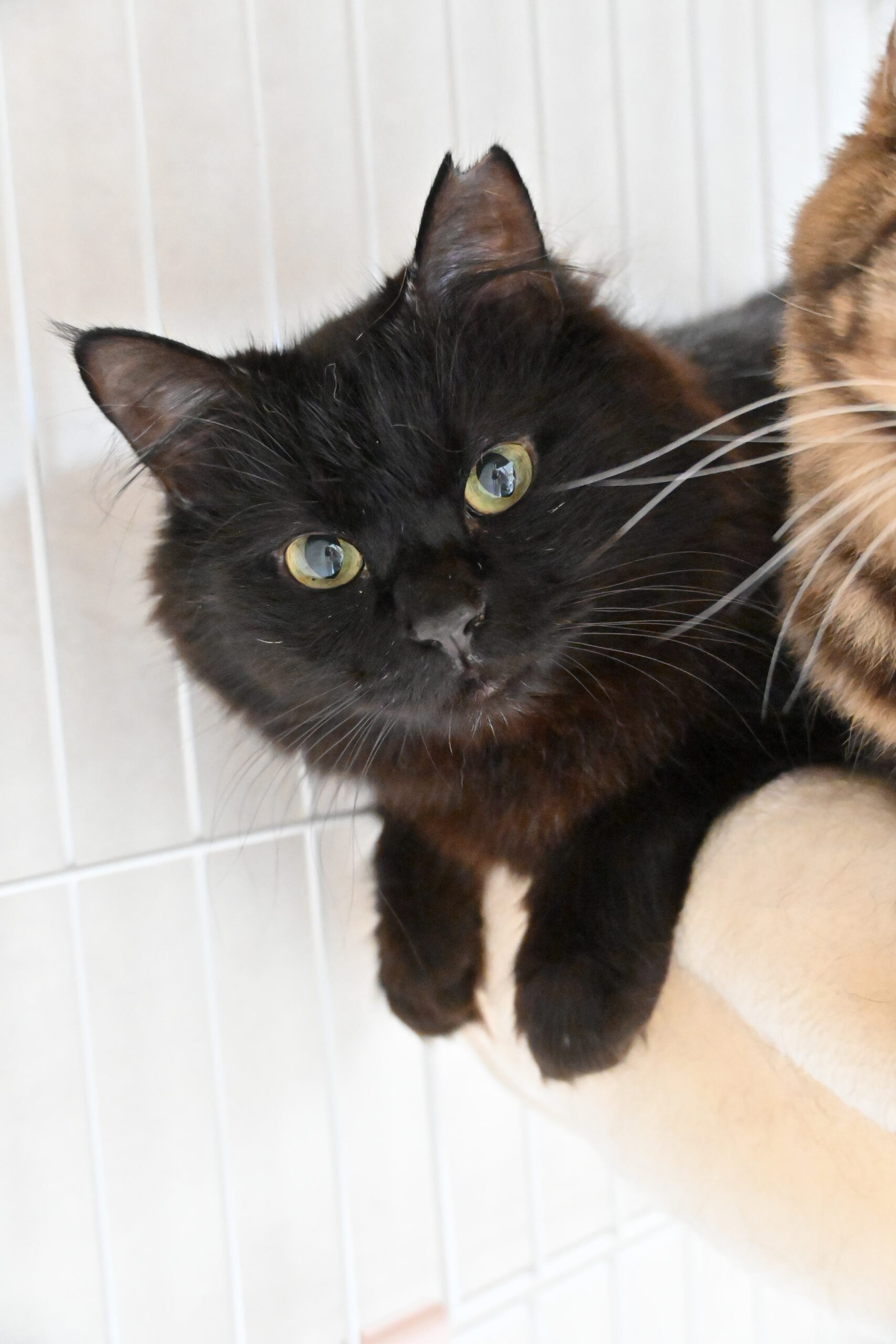 画像 : マコ〈あべの店所属〉【トライアル中】