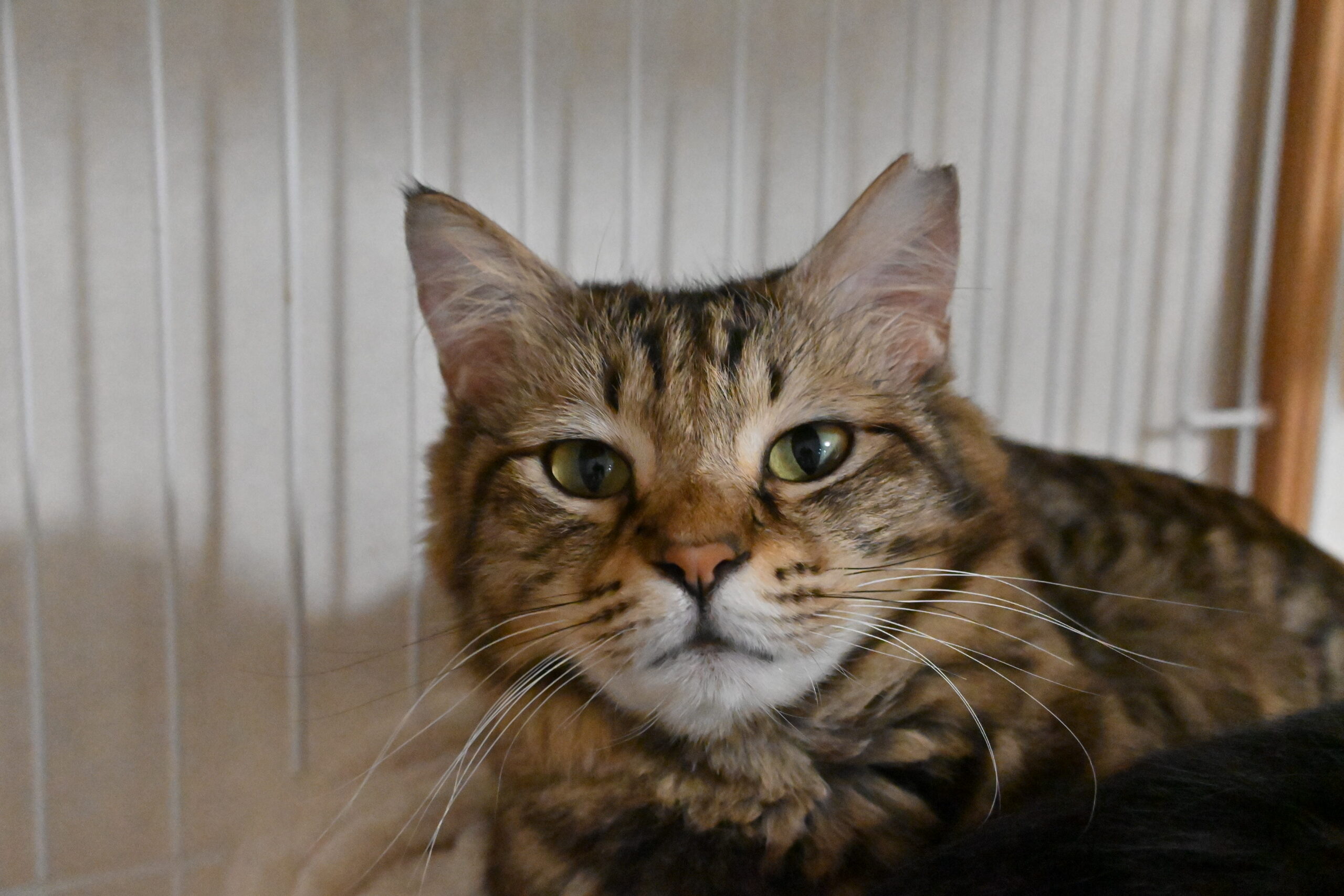 画像 : リリコ〈あべの店所属〉【トライアル中】