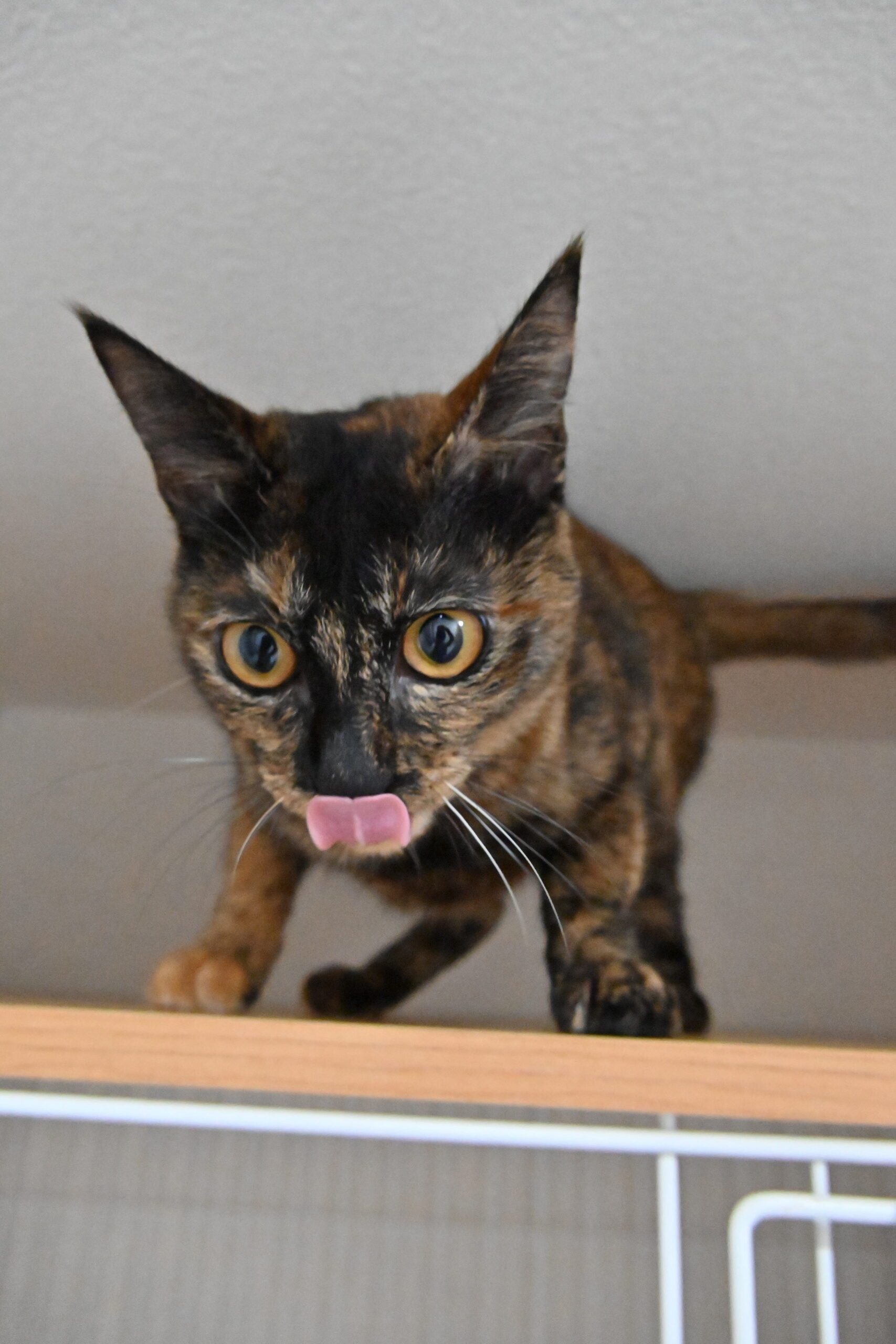 画像 : うらら〈あべの店所属〉