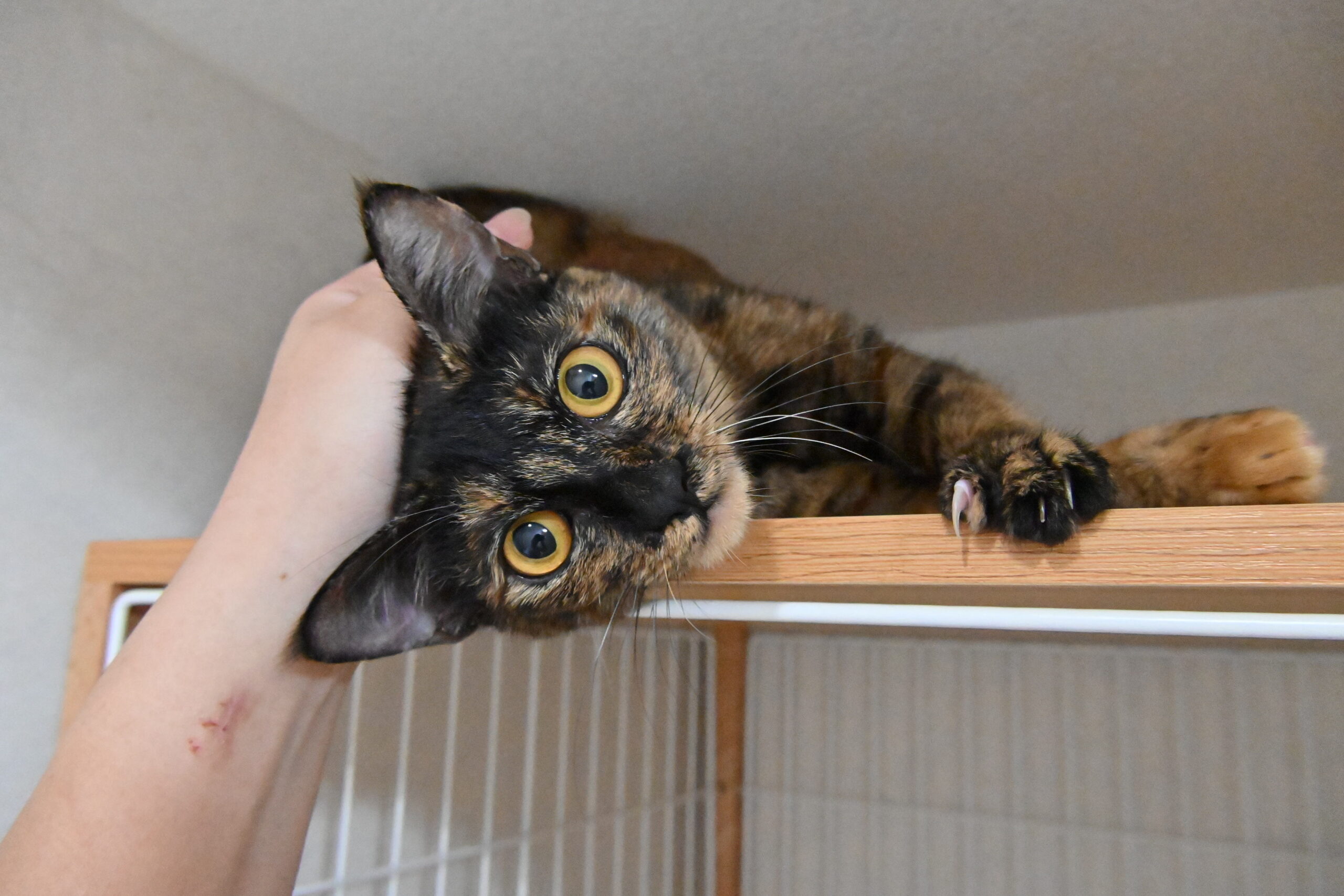 画像 : うらら〈あべの店所属〉