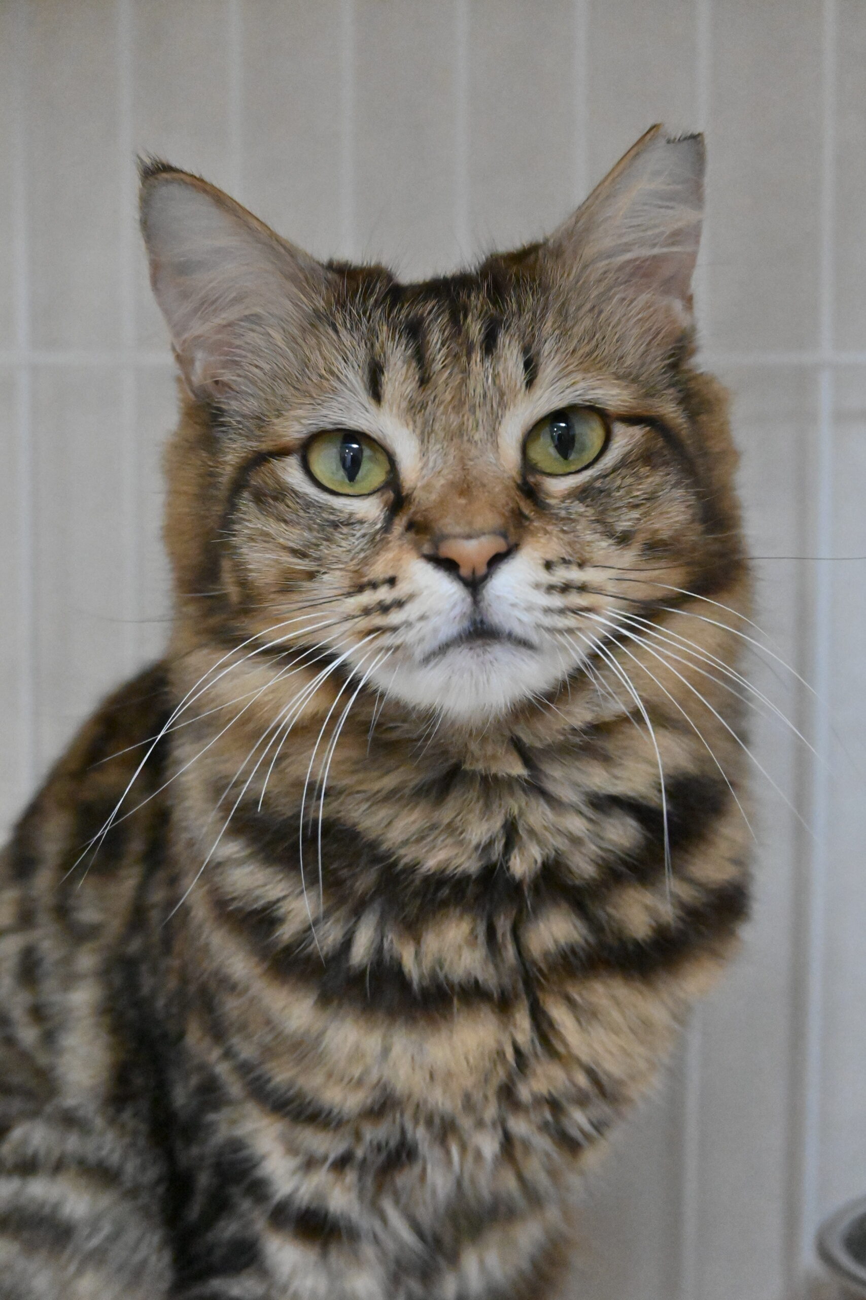 画像 : リリコ〈あべの店所属〉【トライアル中】