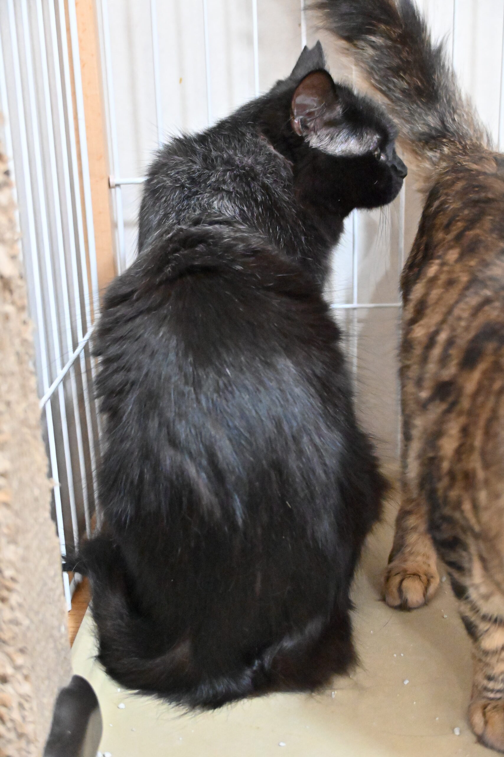 画像 : マコ〈あべの店所属〉【トライアル中】