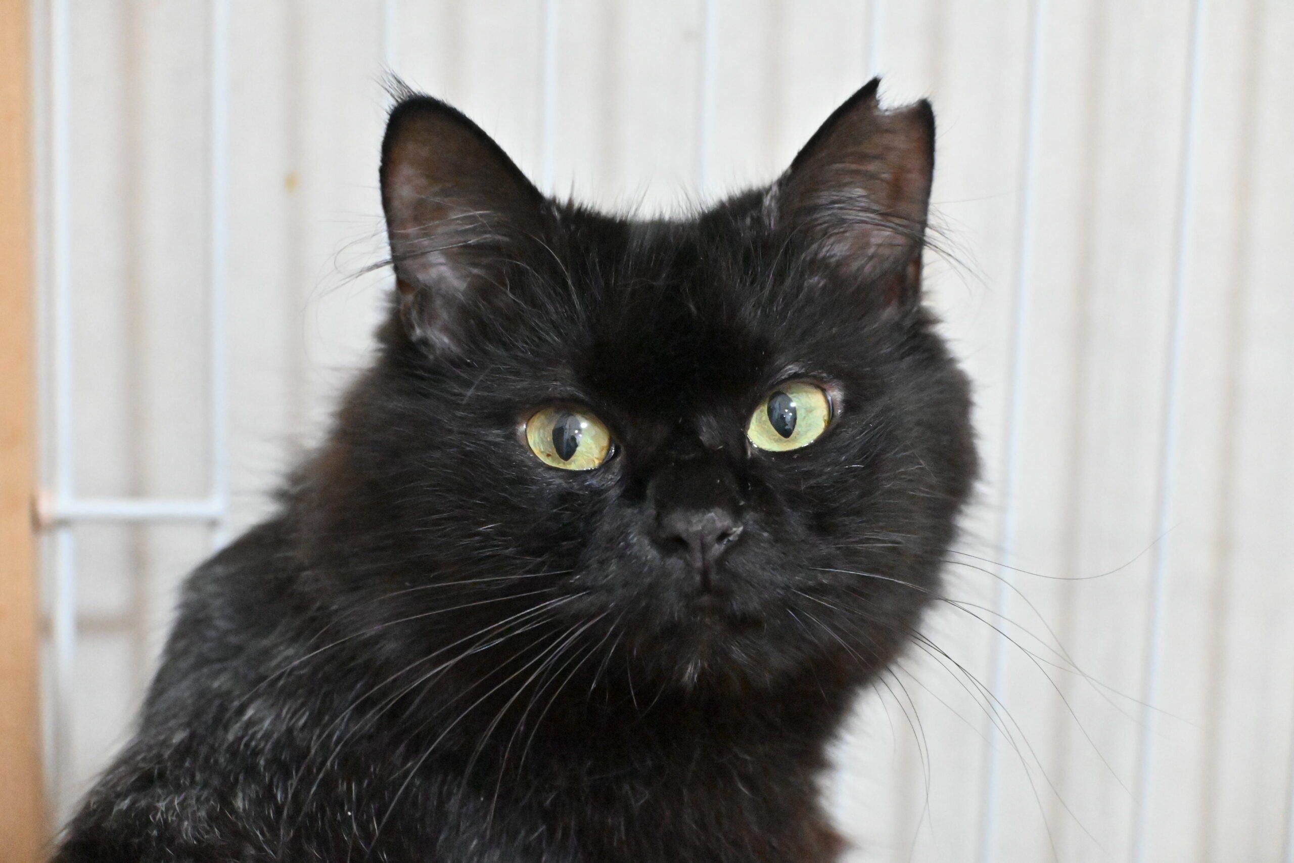 画像 : マコ〈あべの店所属〉【トライアル中】