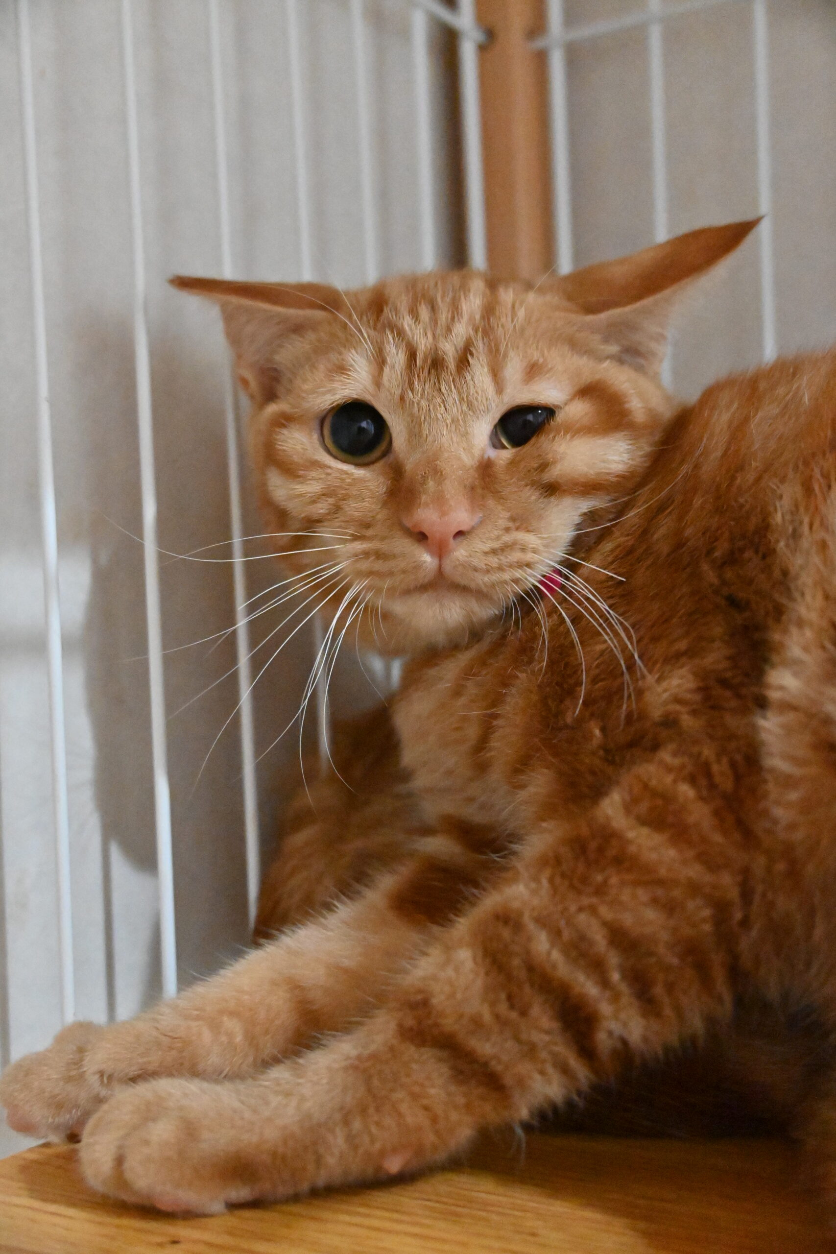 画像 : チャンタ〈あべの店所属〉