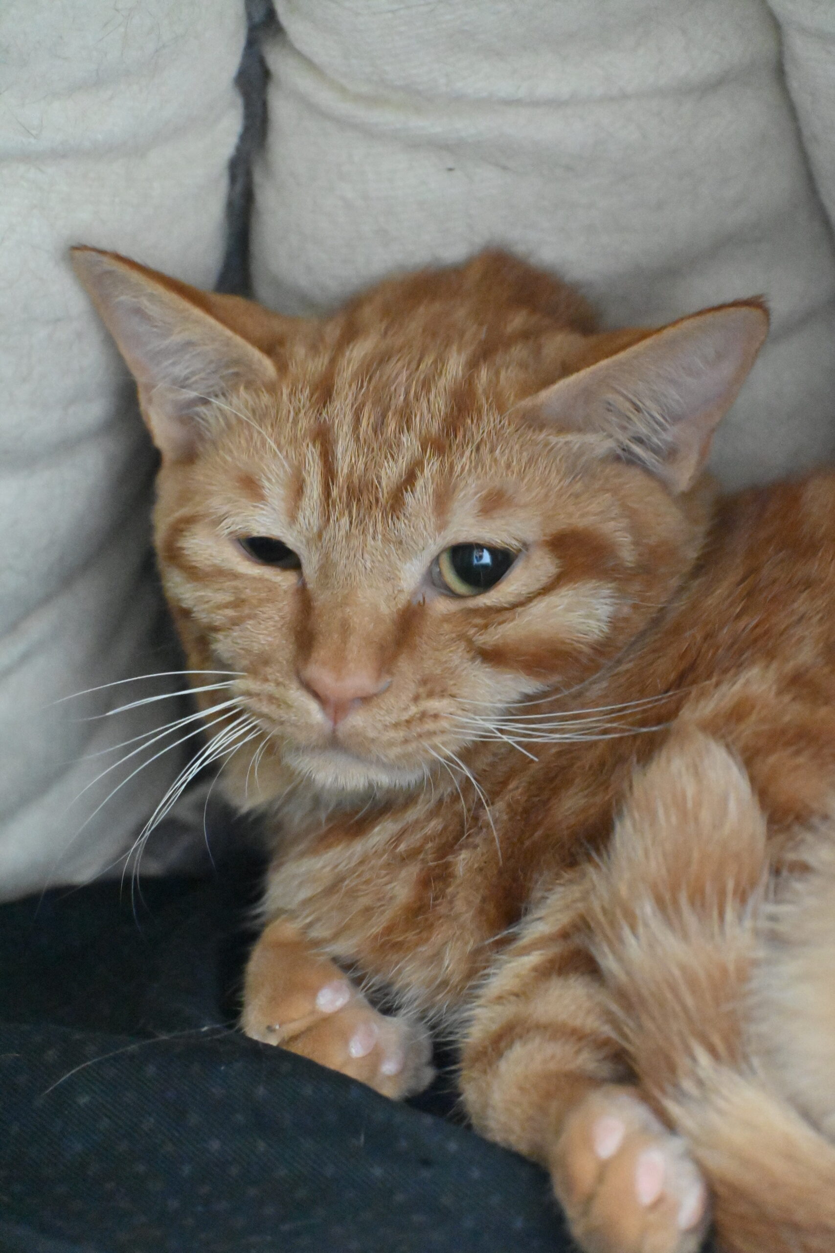 画像 : チャンタ〈あべの店所属〉